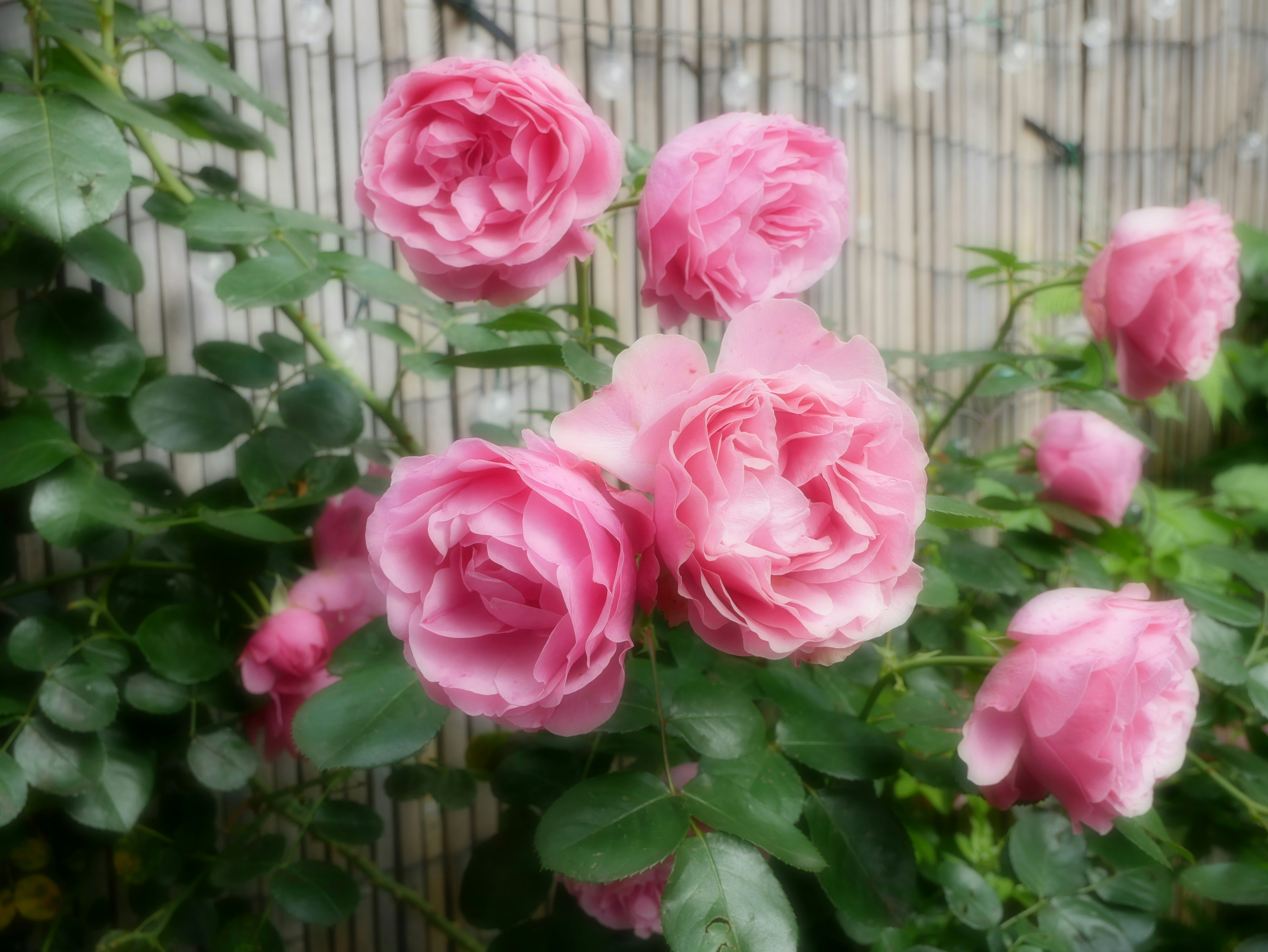 A bunch of pink roses growing in a garden