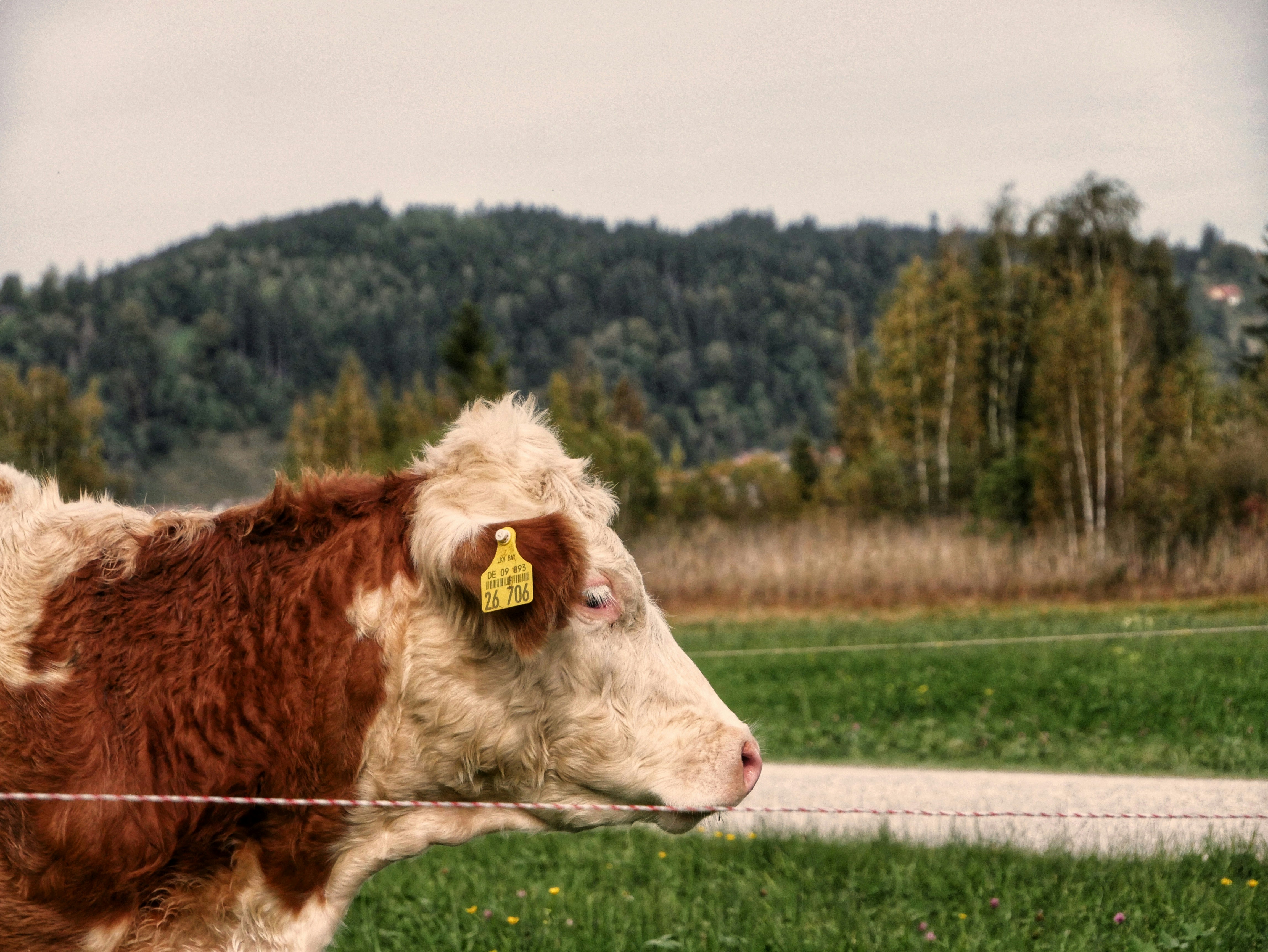 A brown and white cow standing on top of a lush green field