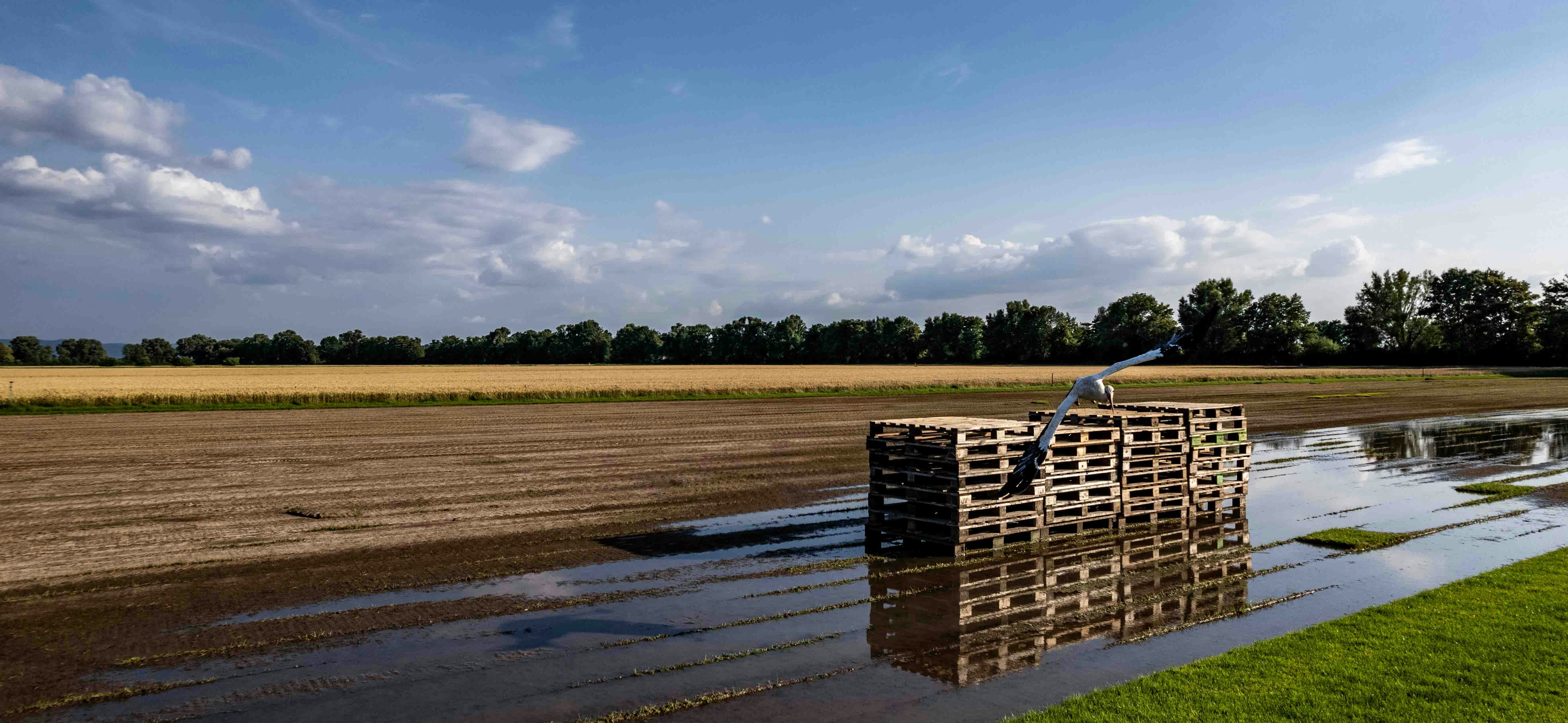 Agricultural field with wildlife