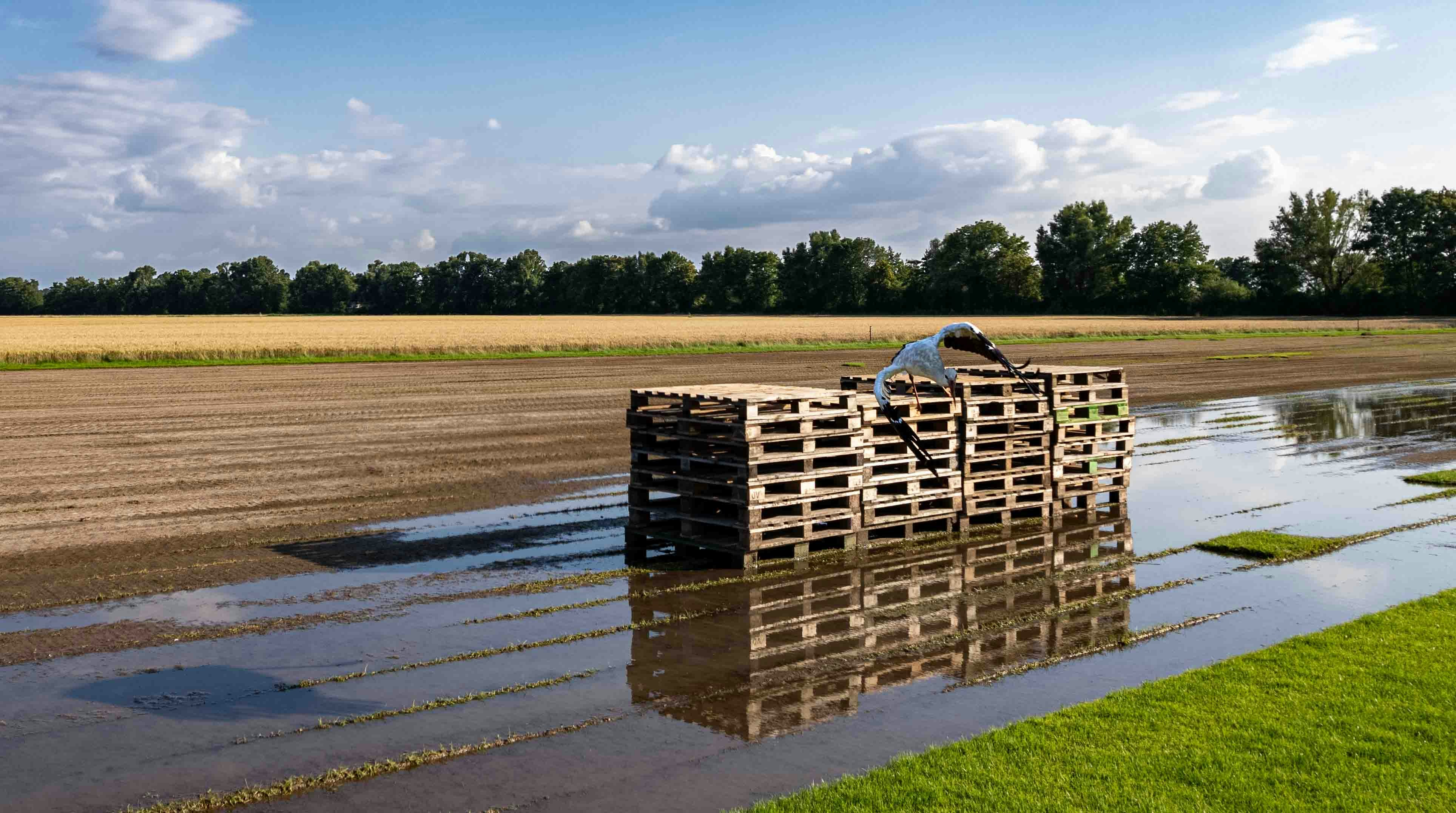 Rural agricultural landscape