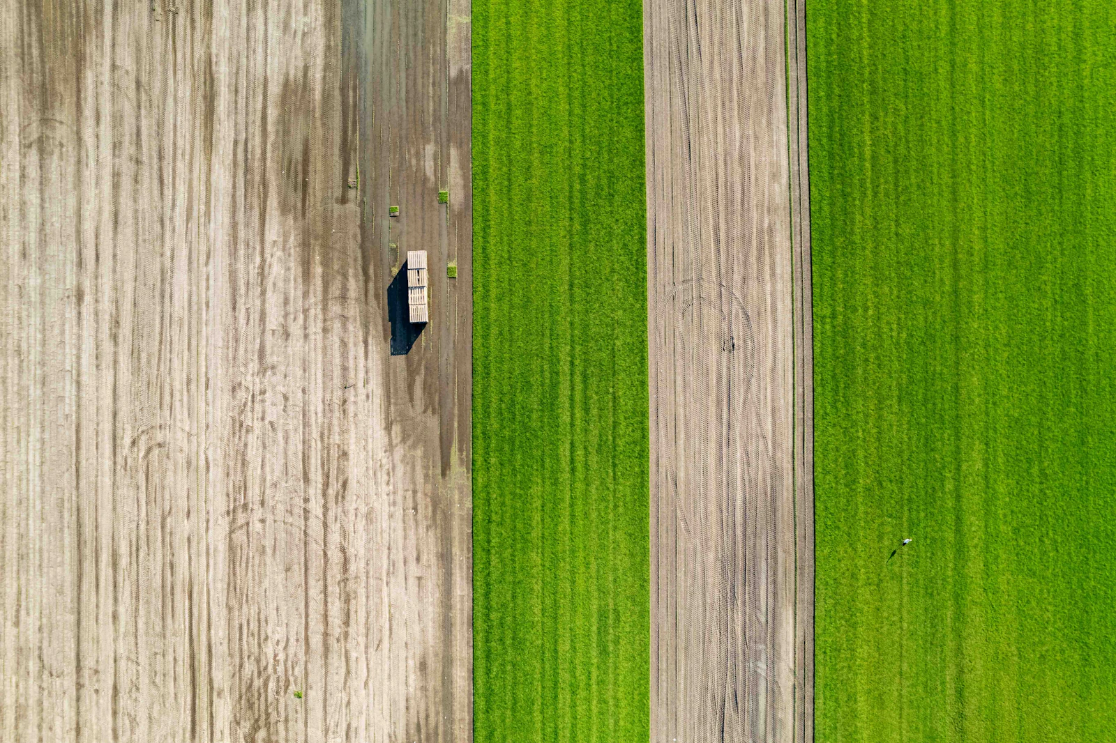 Vista aérea de campos agrícolas cultivados, con patrones de siembra, registrada con dron.
