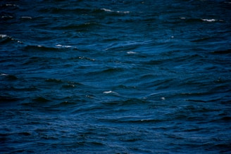 A bird flying over a body of water