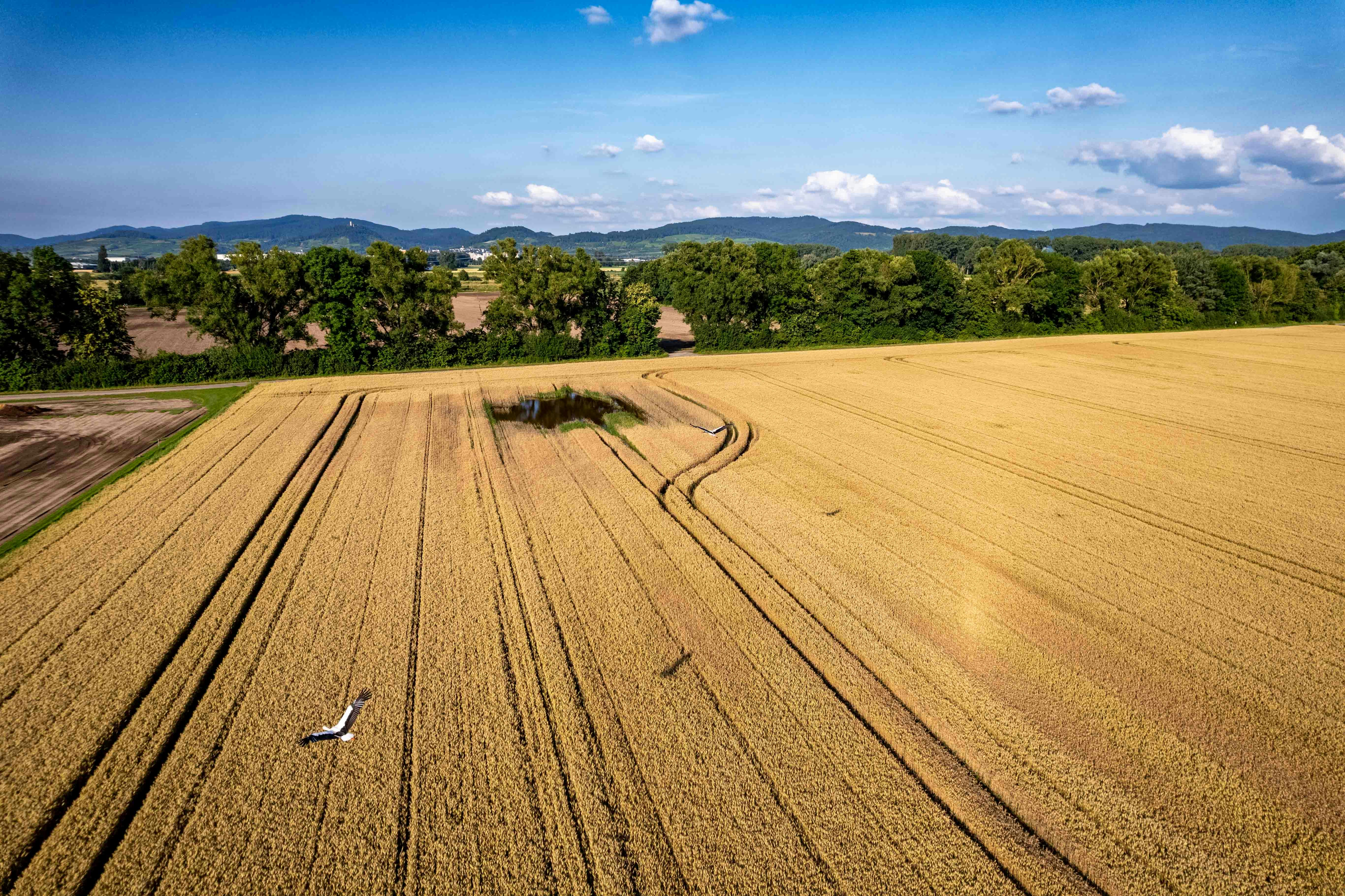 An aerial view of a farm field with a bird flying over it