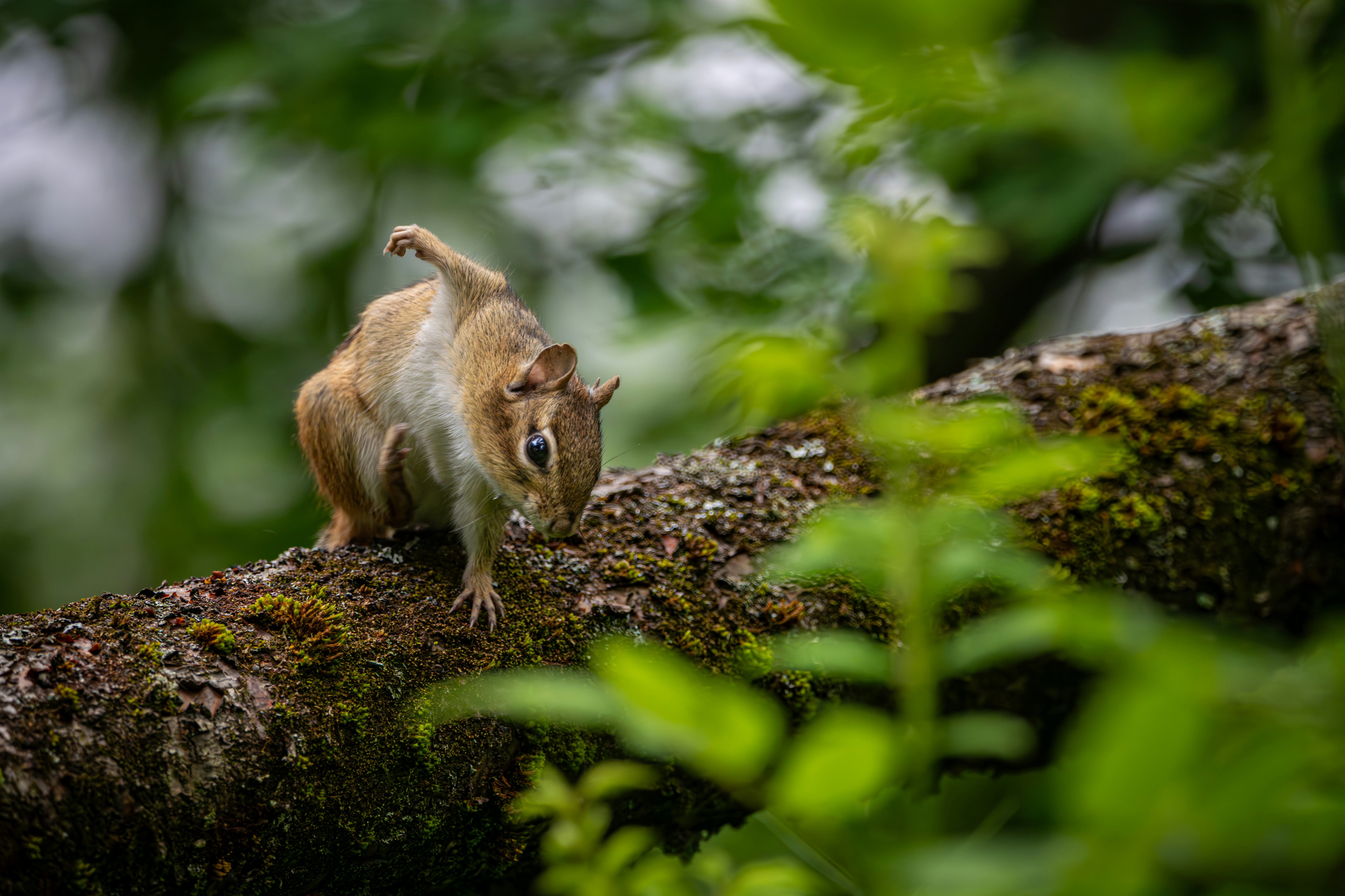 Un écureuil se tient sur une branche d’arbre