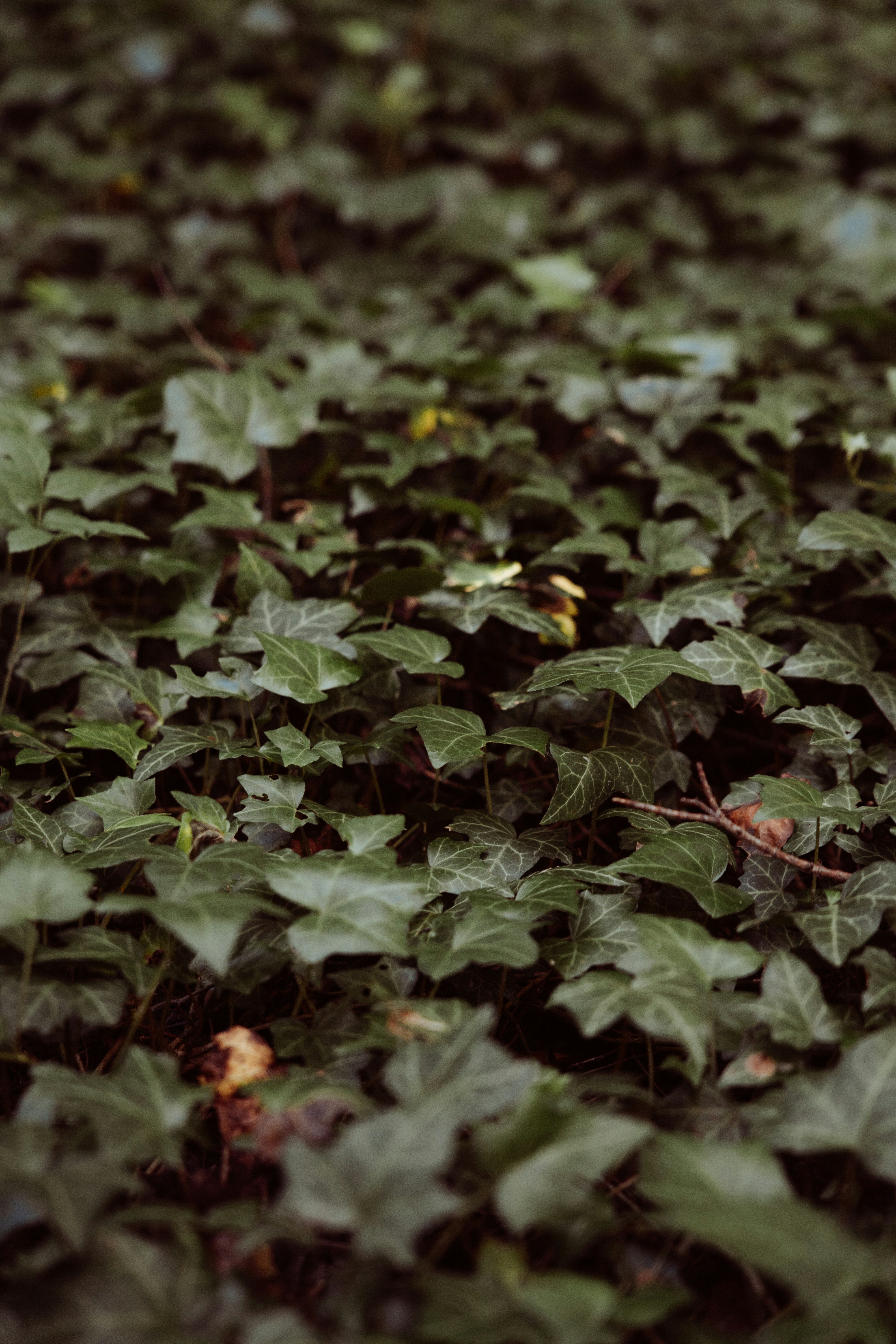 Photo by frannzsteph