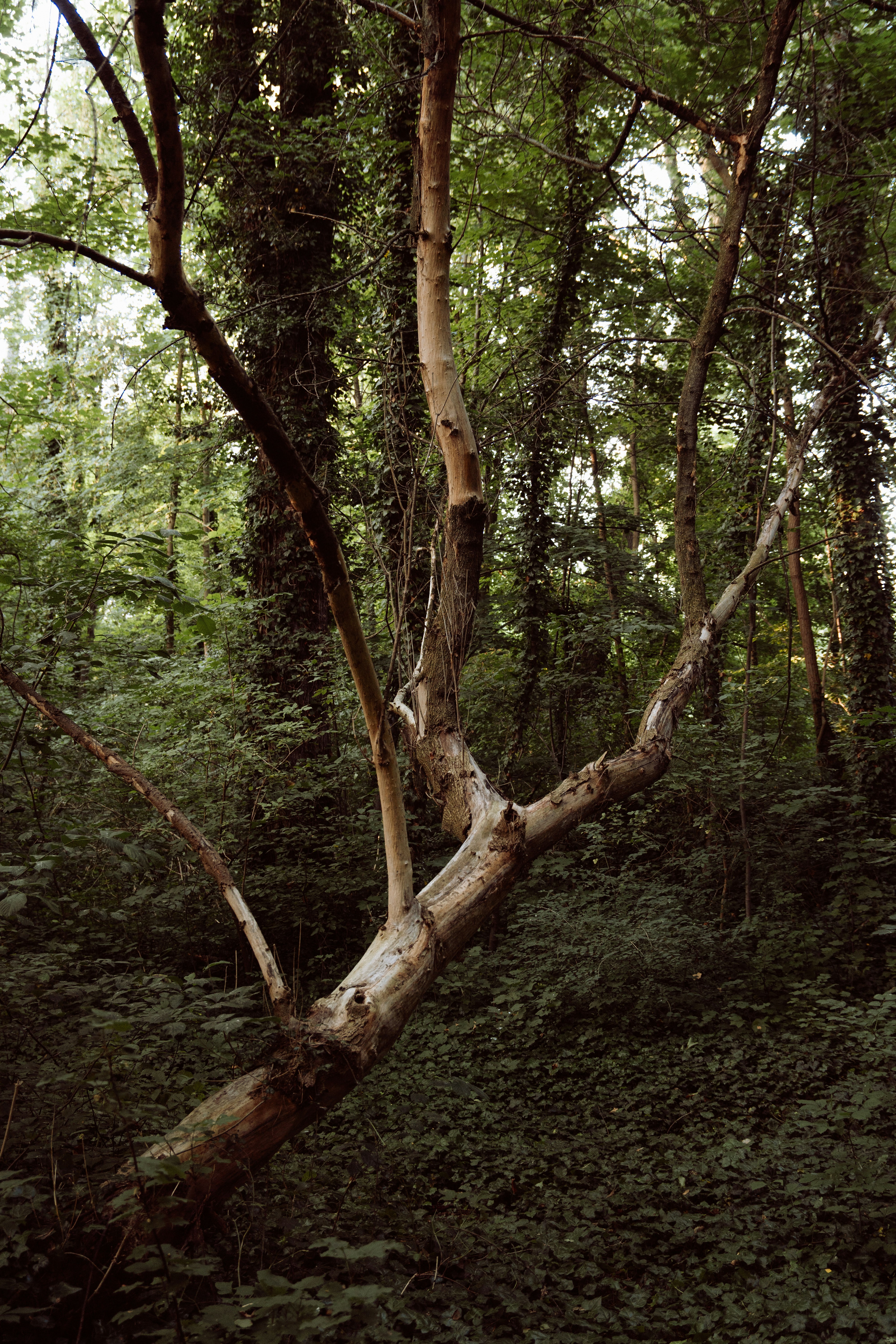 Photo by frannzsteph