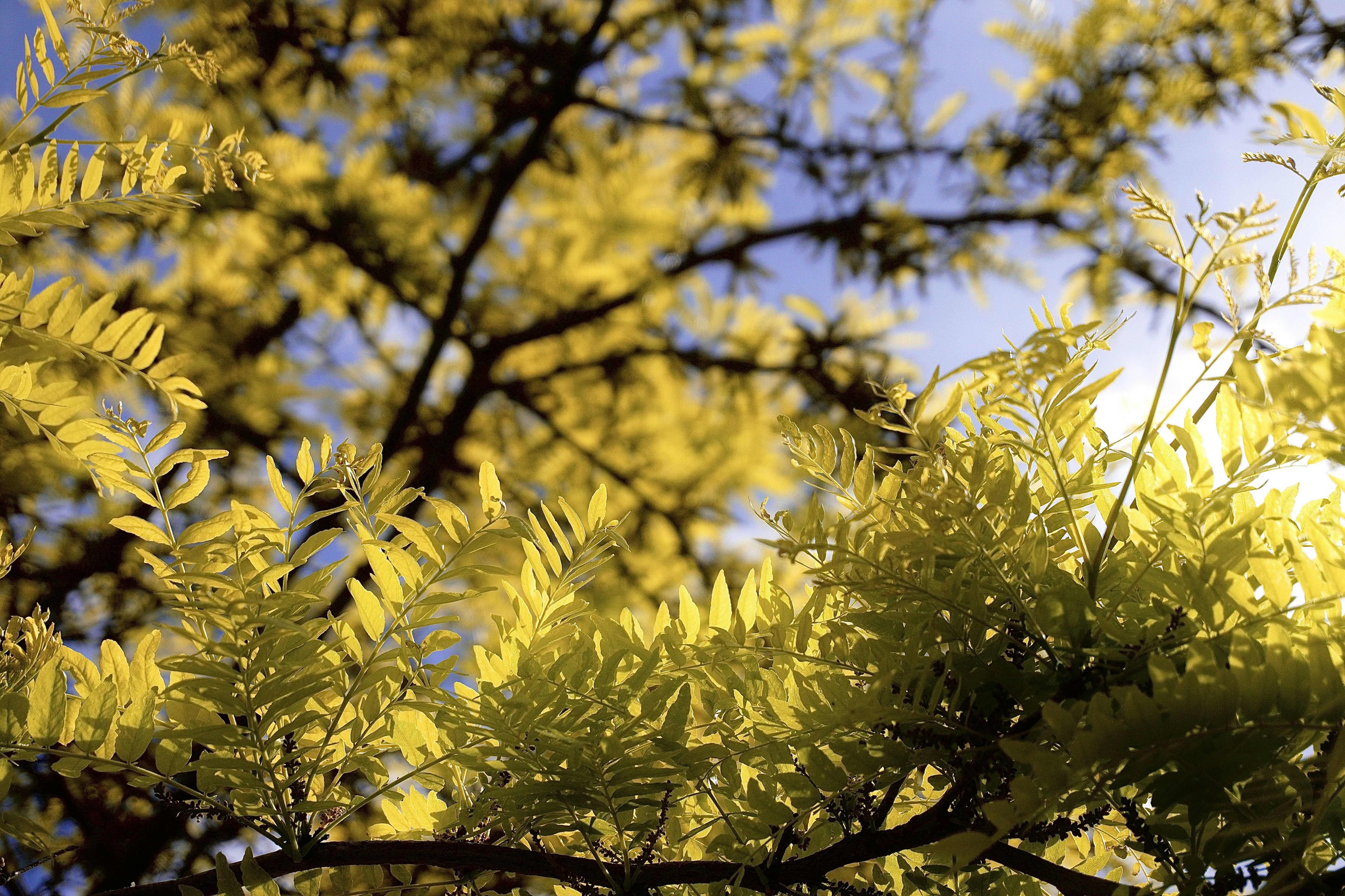 A bird is perched on a branch of a tree