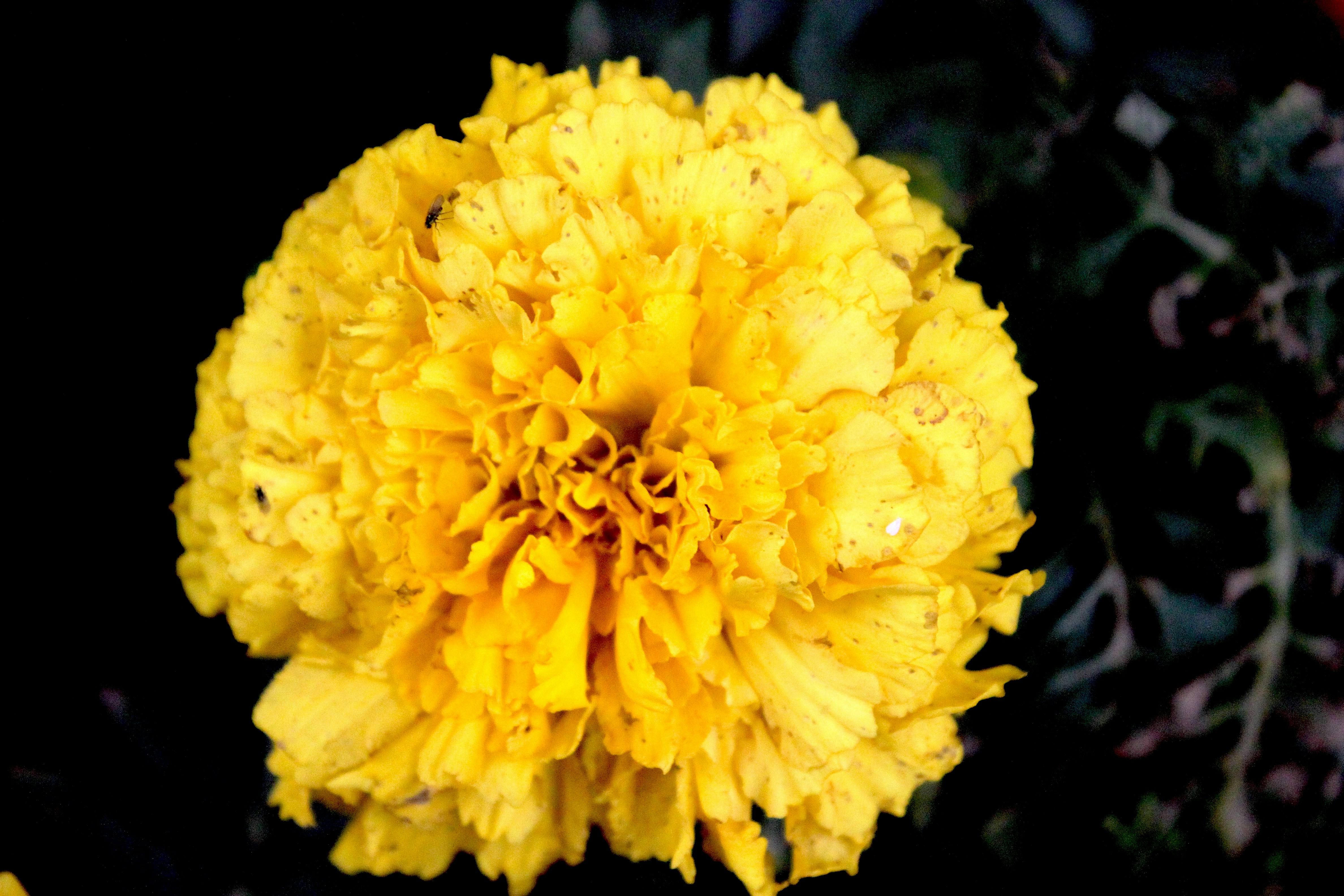 Photo by rahul_saraf