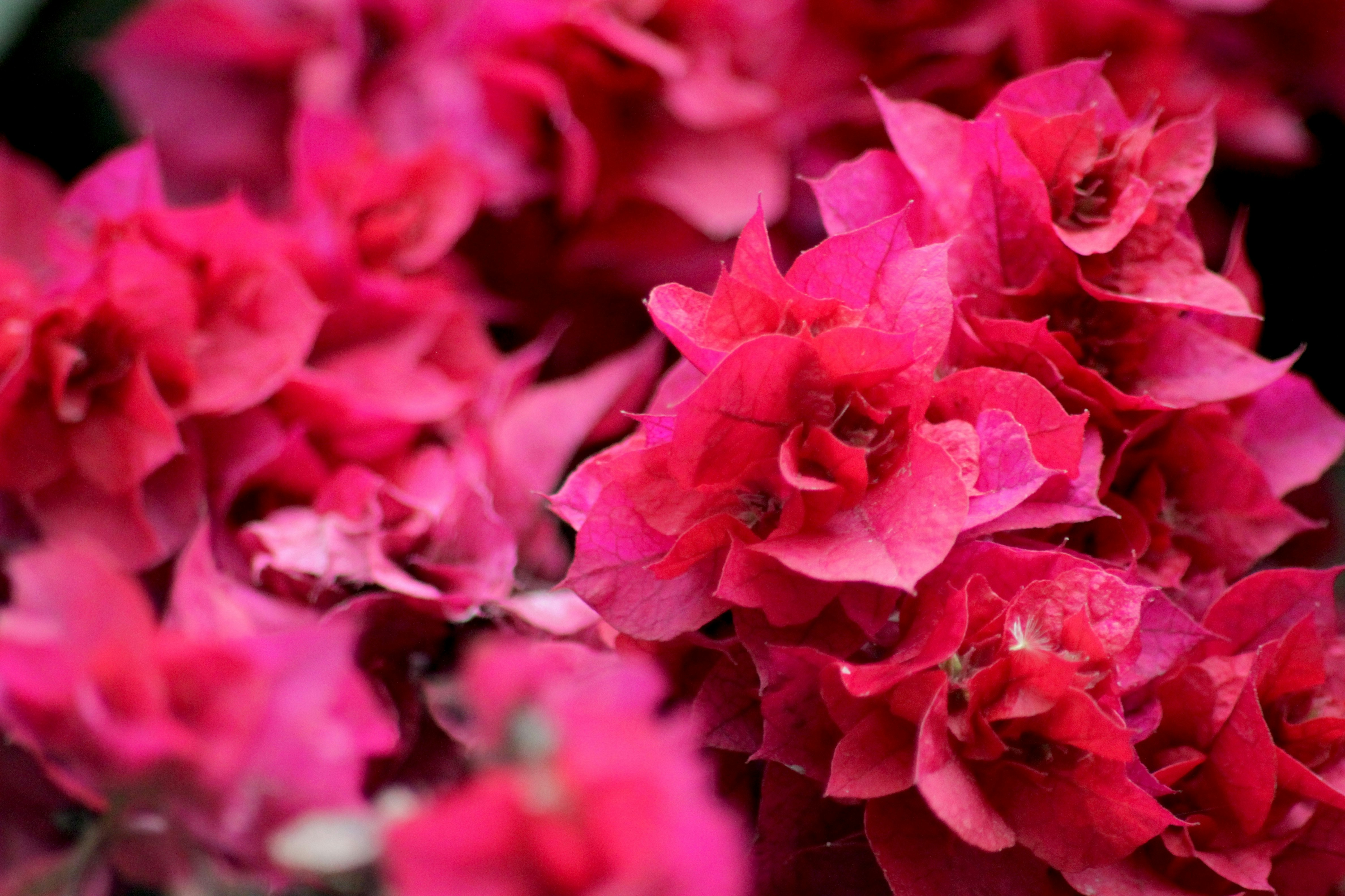 A close up of a bunch of pink flowers