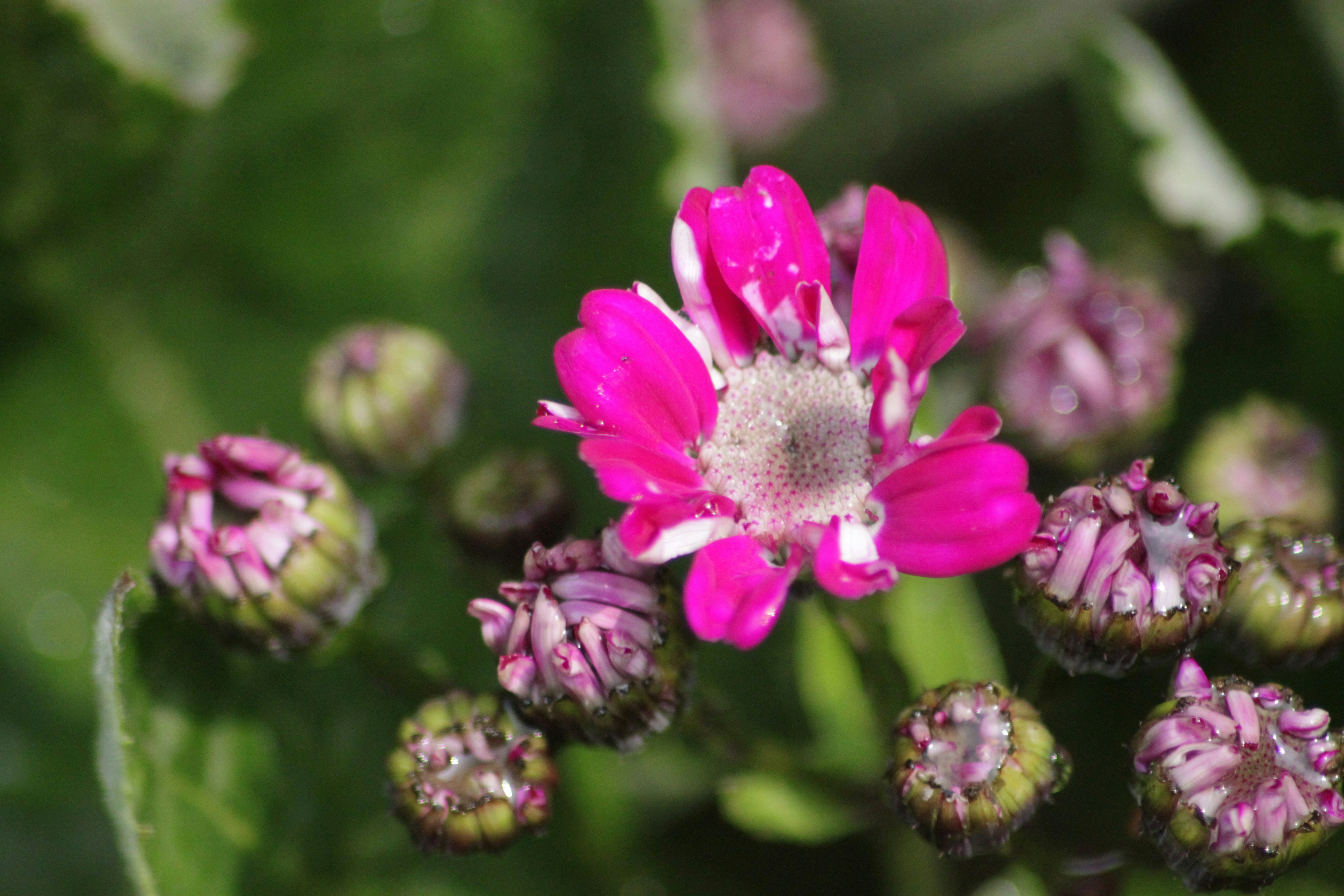 A vibrant capture of a pink flower surrounded by buds, emphasizing natural beauty and transformation, symbolizing stages of growth and change
