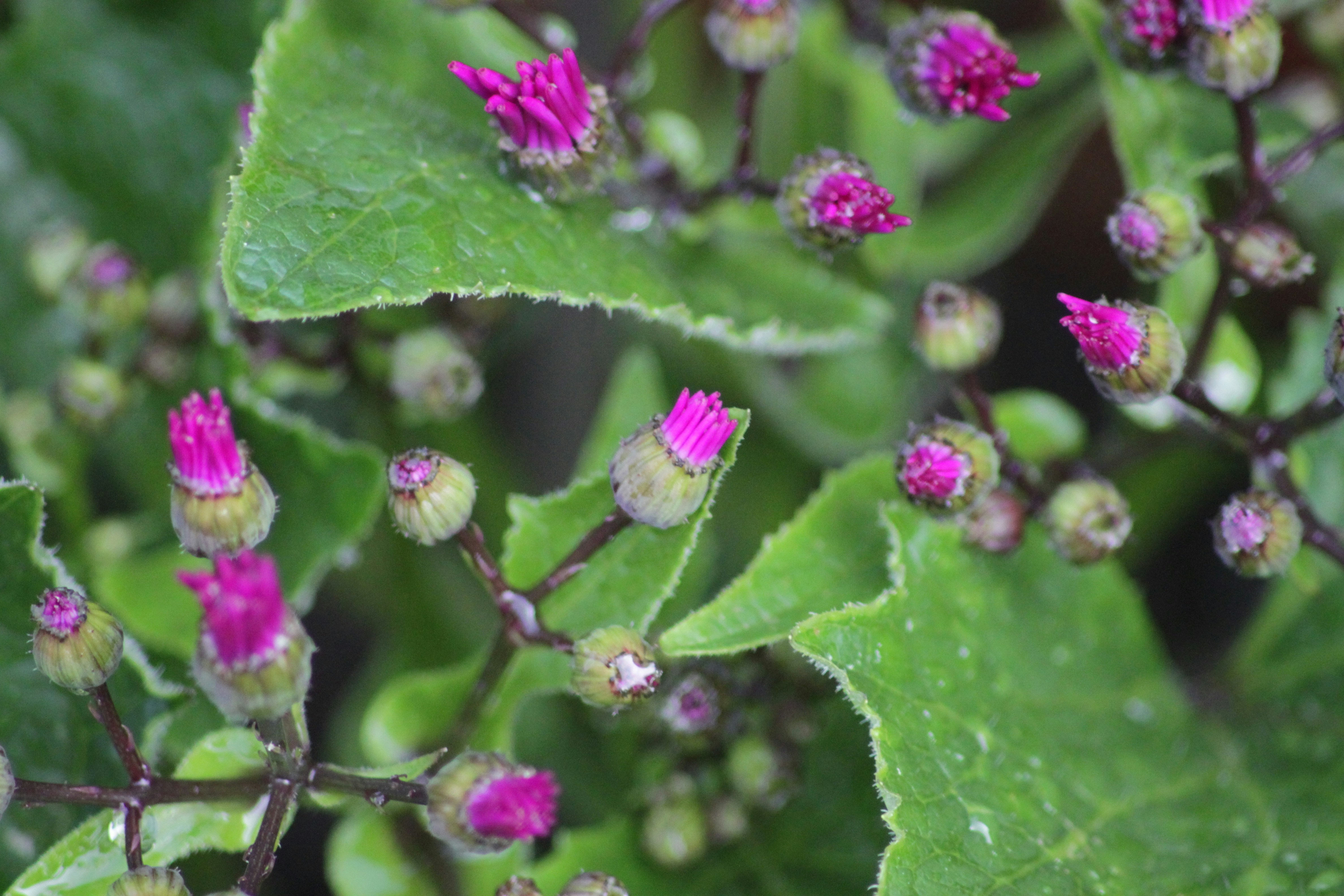 Photo by rahul_saraf