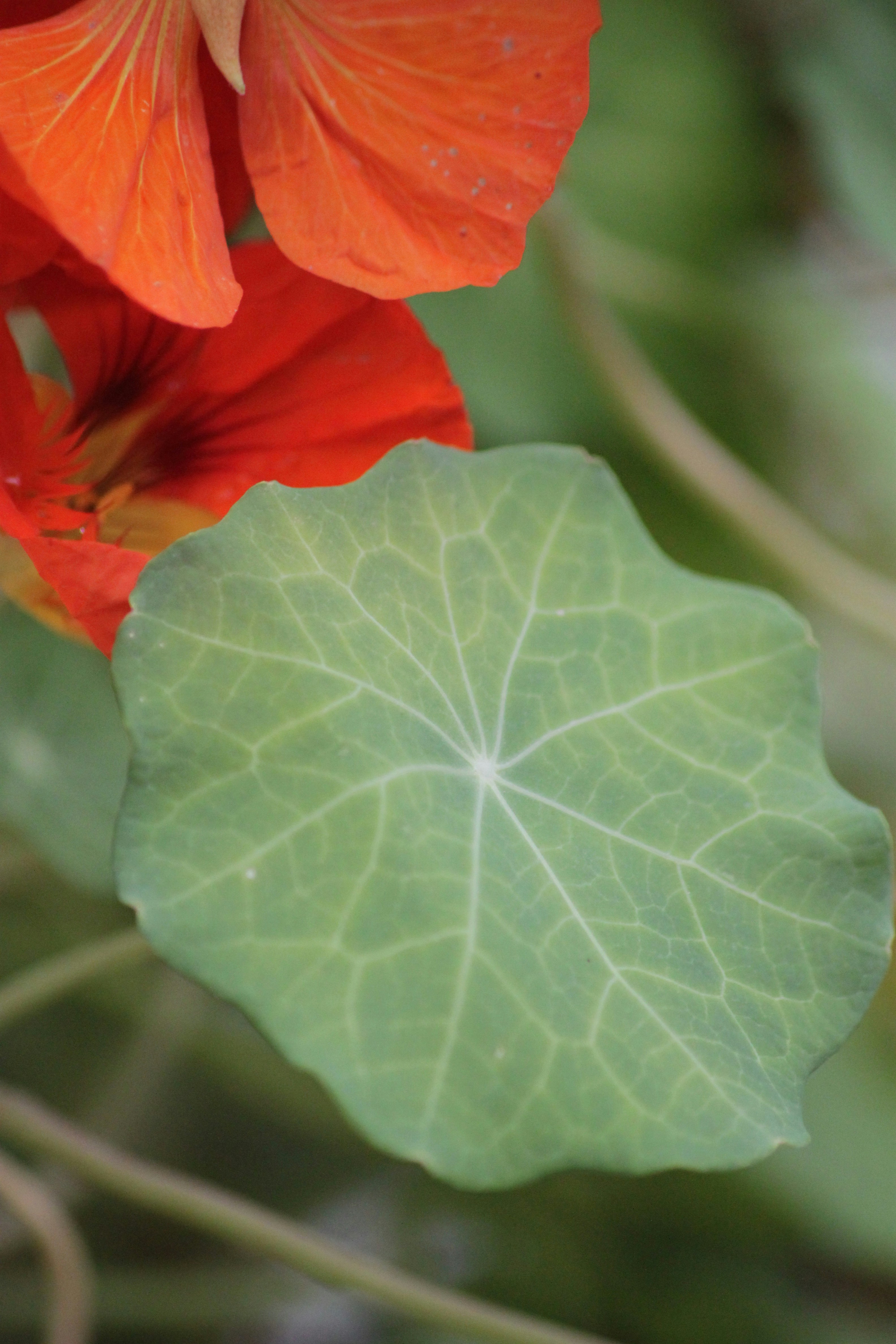 A close up of a flower with a green leaf