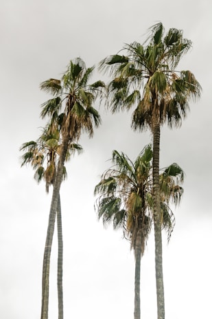 A group of palm trees on a cloudy day