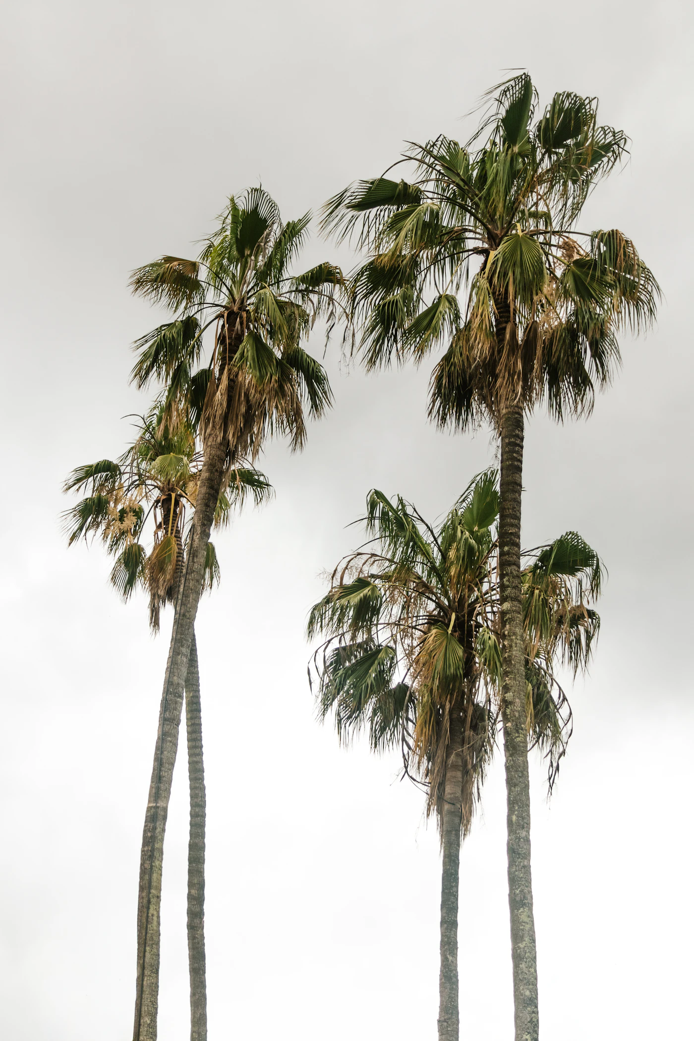 Group of palm trees under overcast post-storm skies