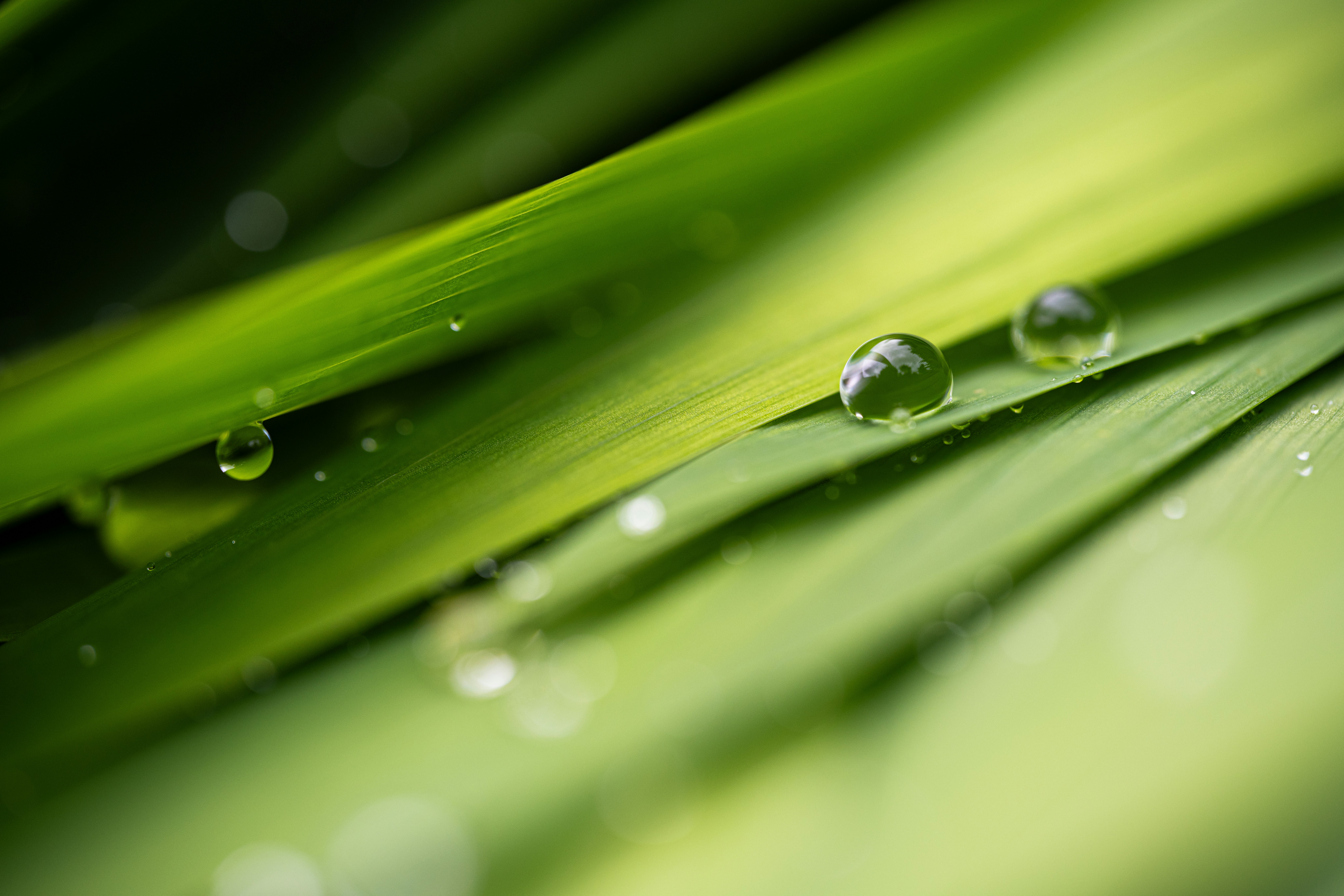 A close up of a green leaf with drops of water on it