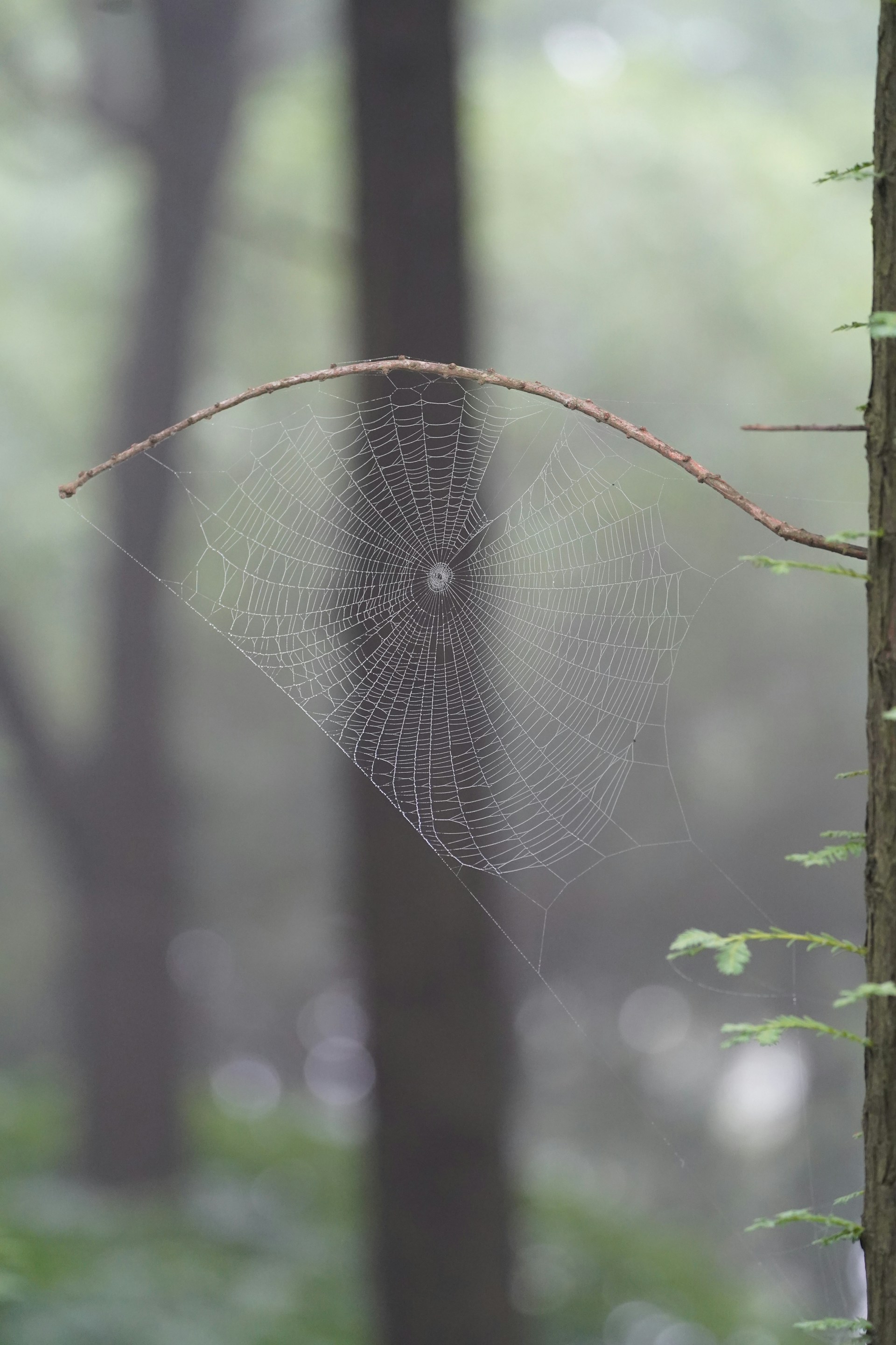 A spider web hanging from a tree in a forest