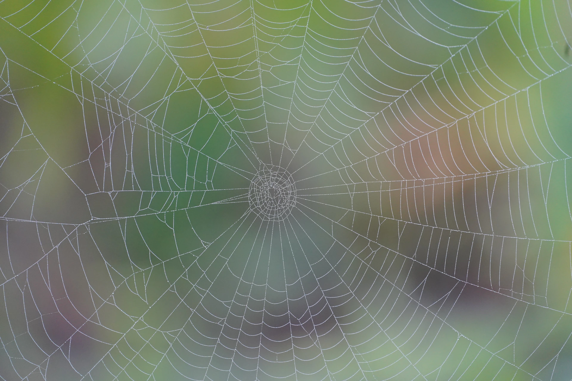 A close up of a spider web on a blurry background