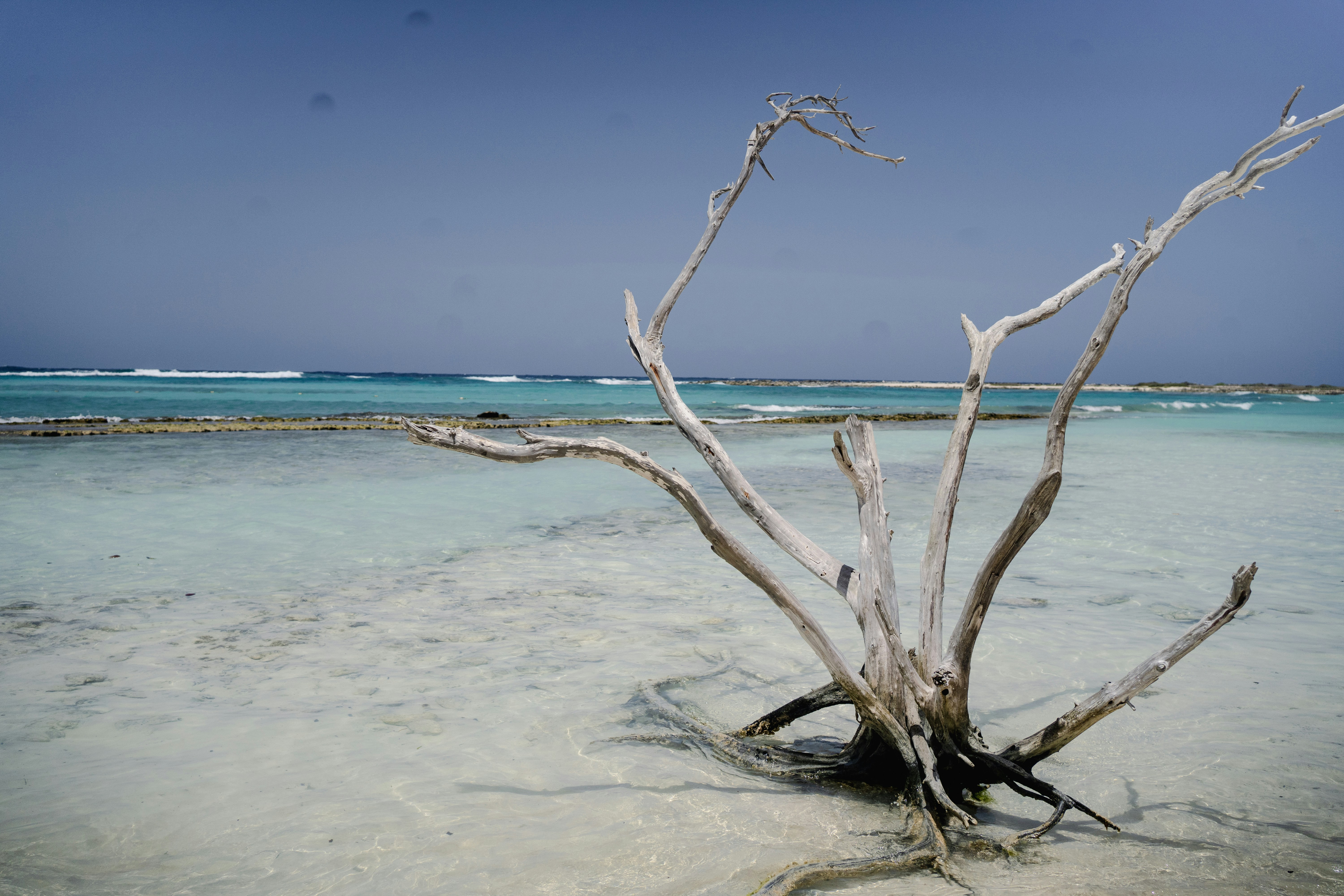 A tree that is sitting in the sand