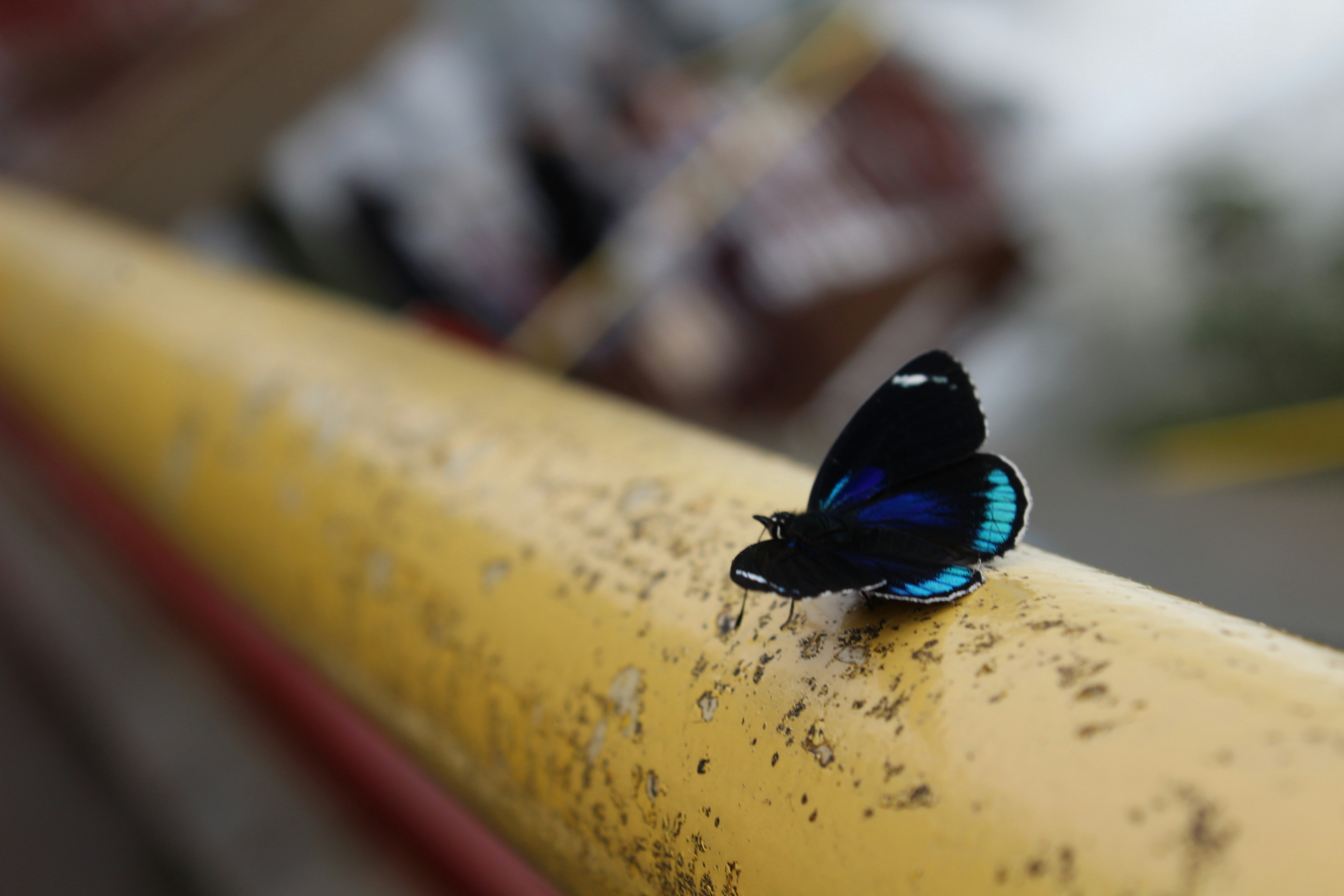 Un papillon bleu assis sur une pipe jaune