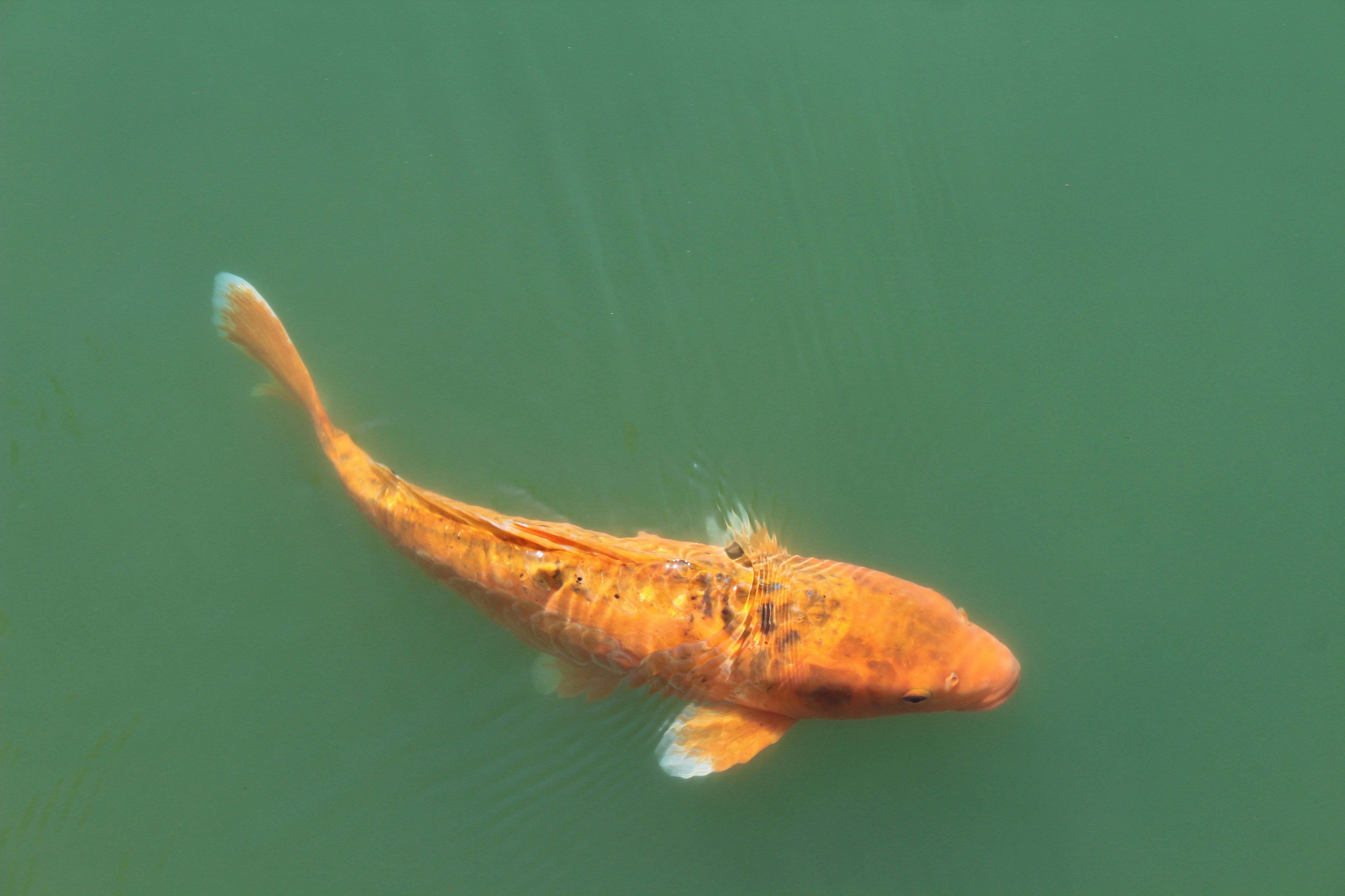 Un gros poisson orange flottant au-dessus d’un plan d’eau