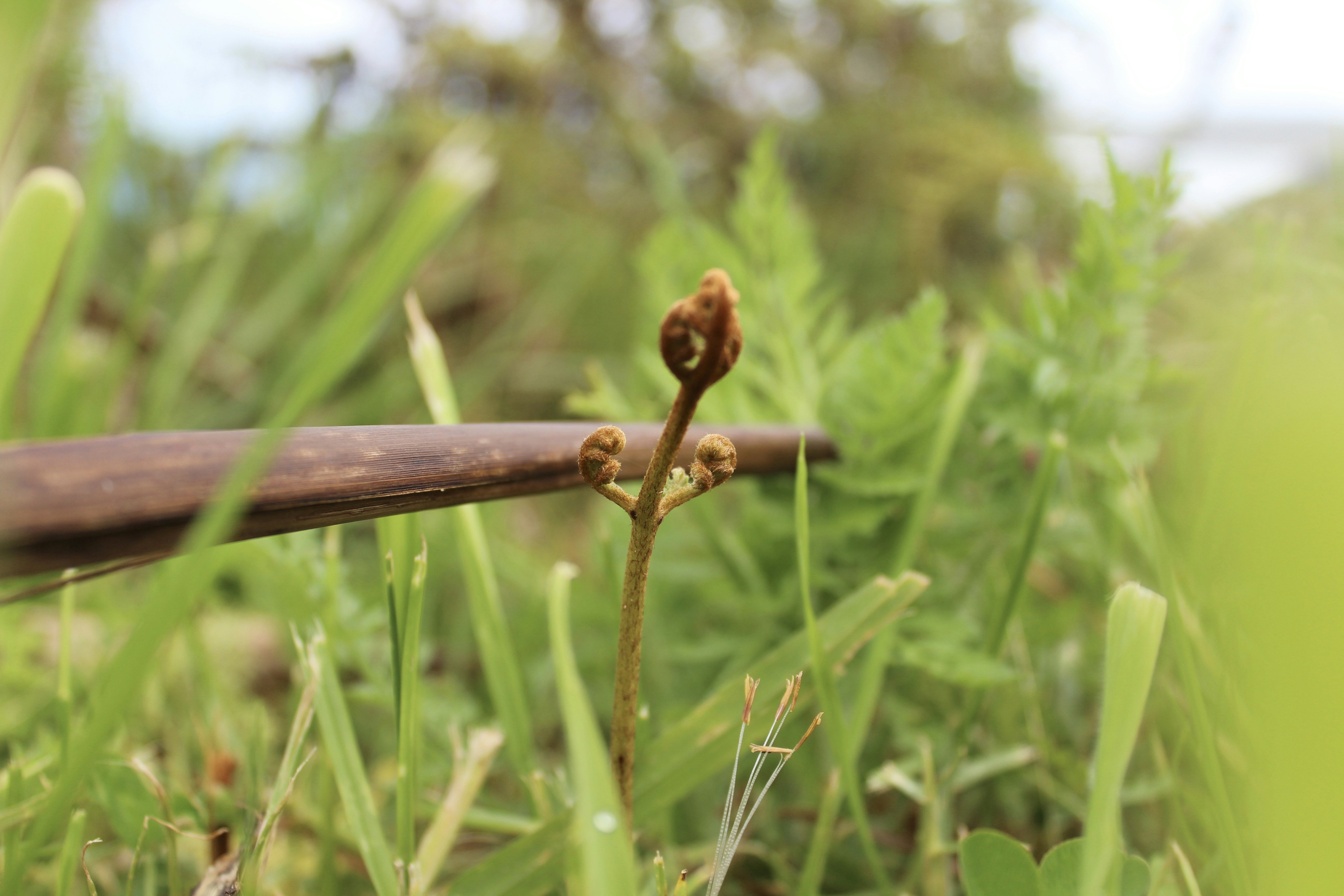 Un gros plan d’une plante dans l’herbe