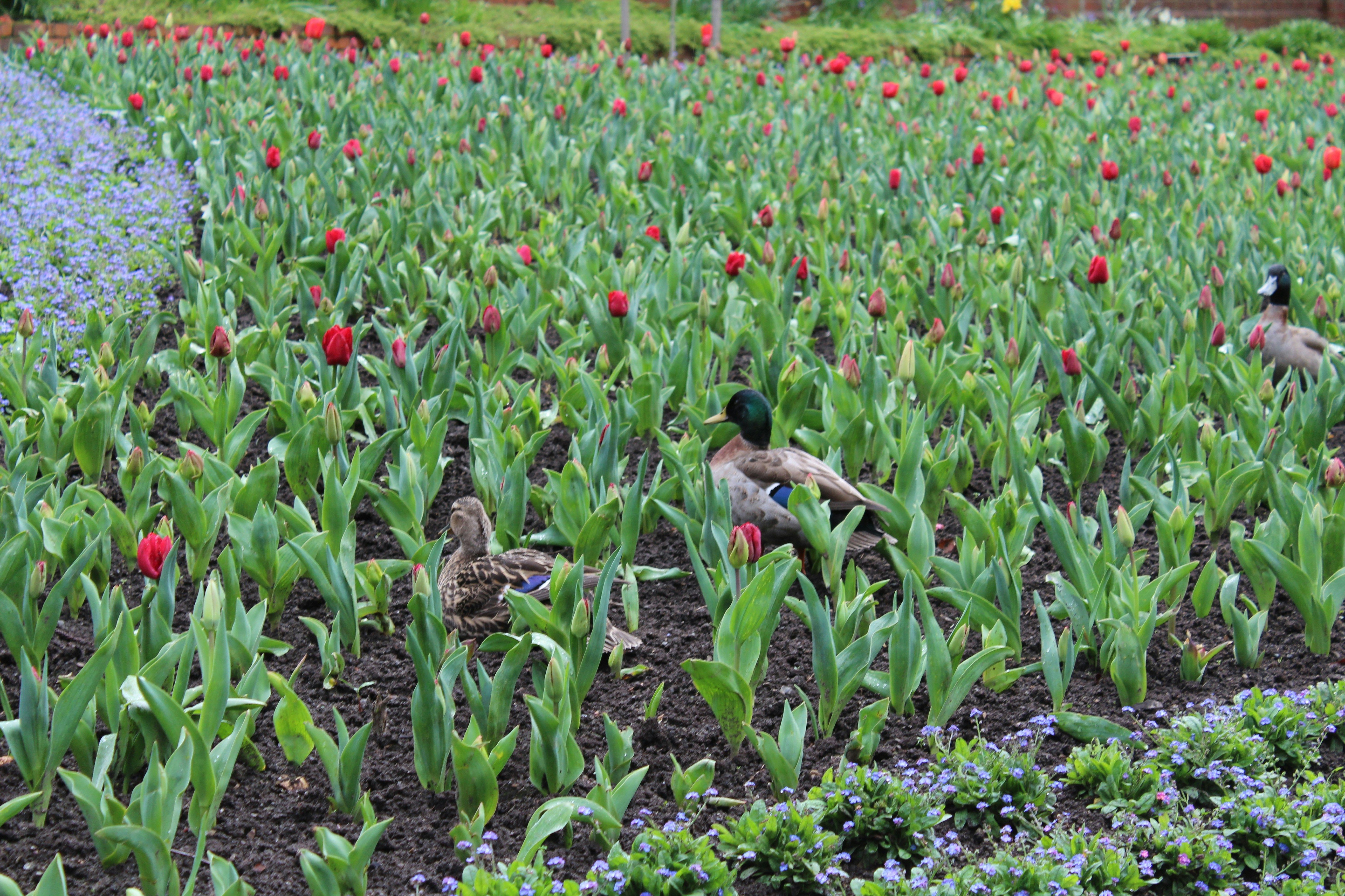 Deux canards sont assis dans un champ de fleurs