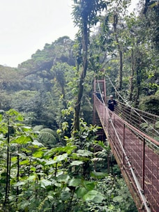 A man walking across a red bridge in the middle of a forest