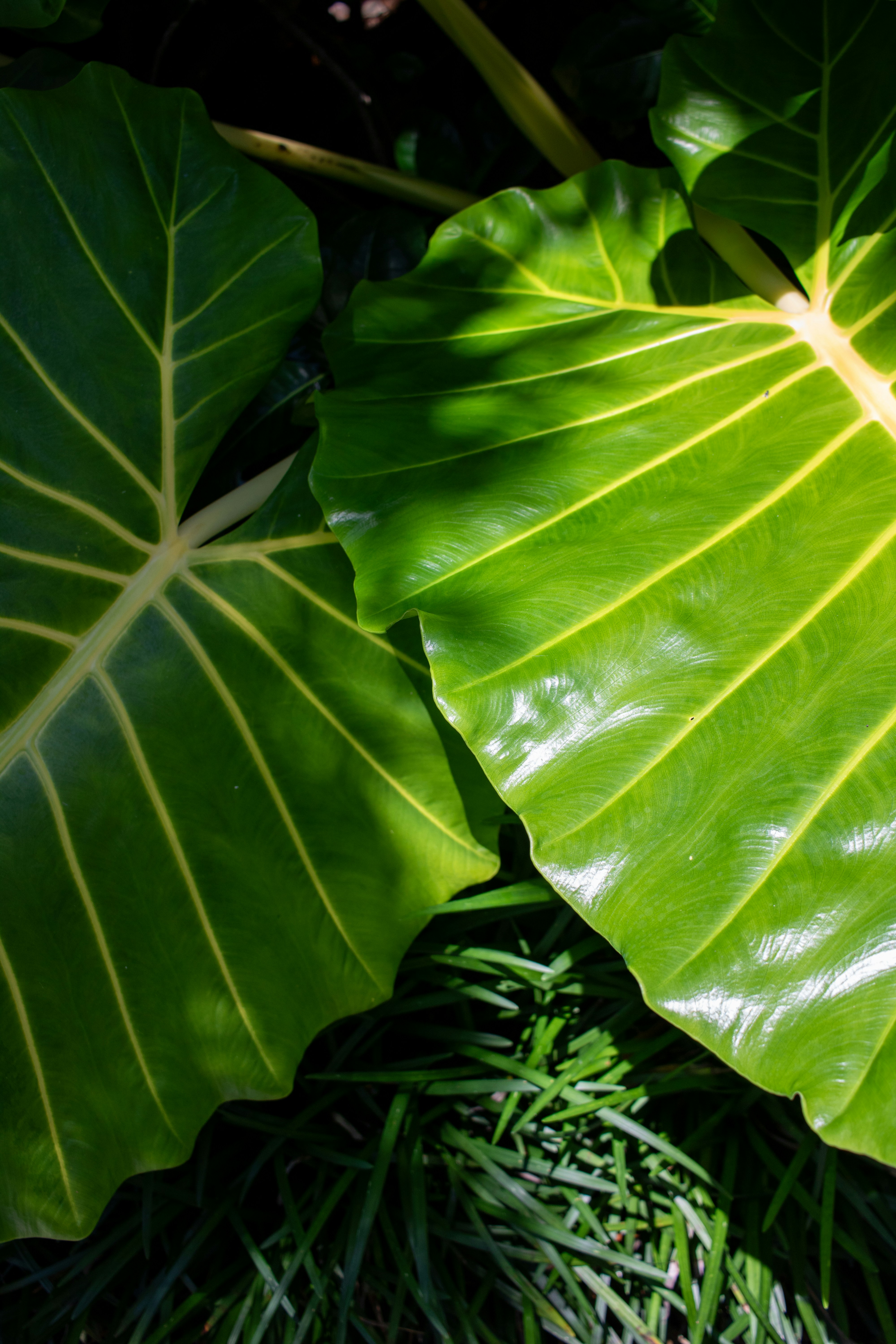 Giant tropical leaves background