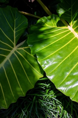A close up of a large green leaf
