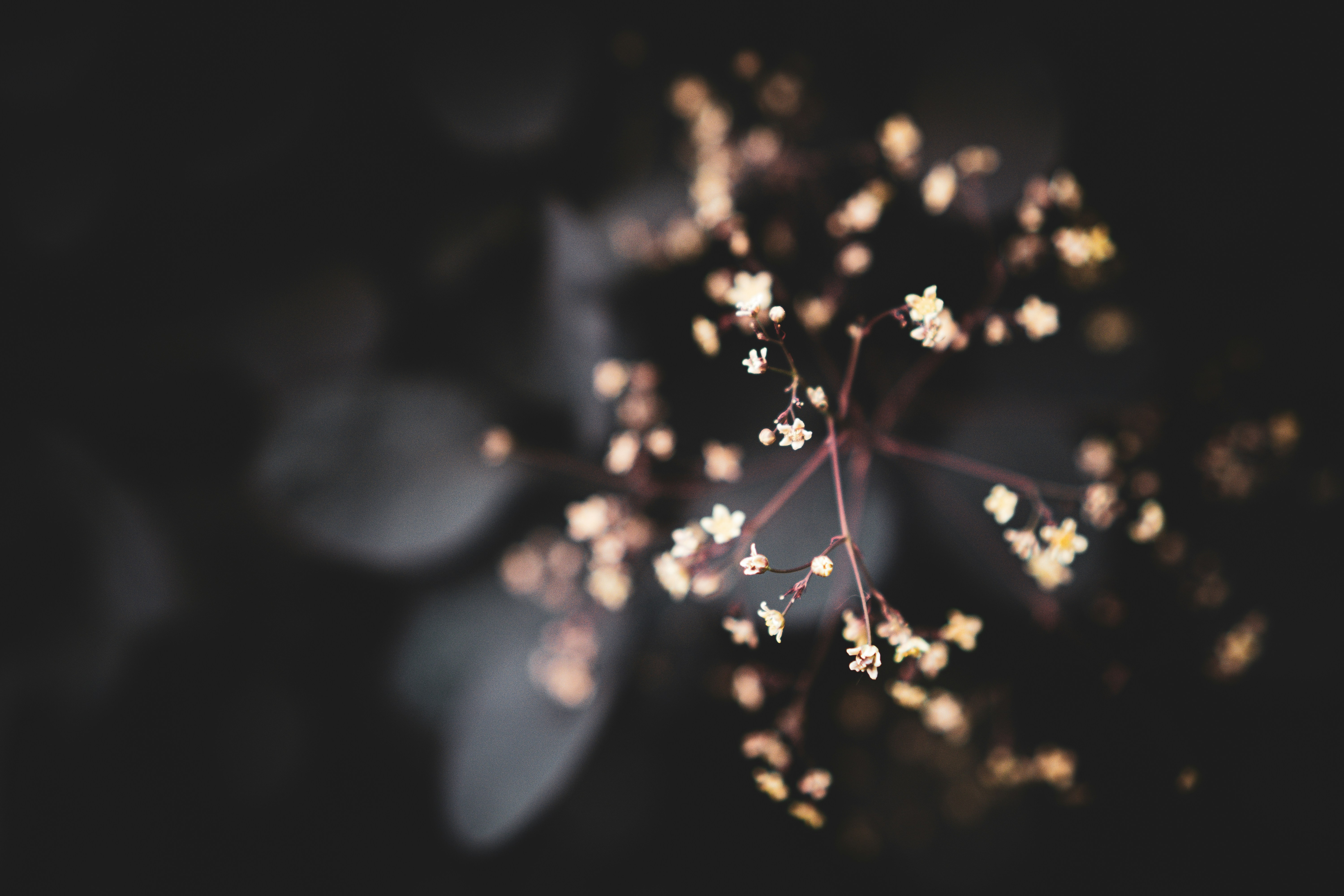 A blurry photo of a flower in the dark