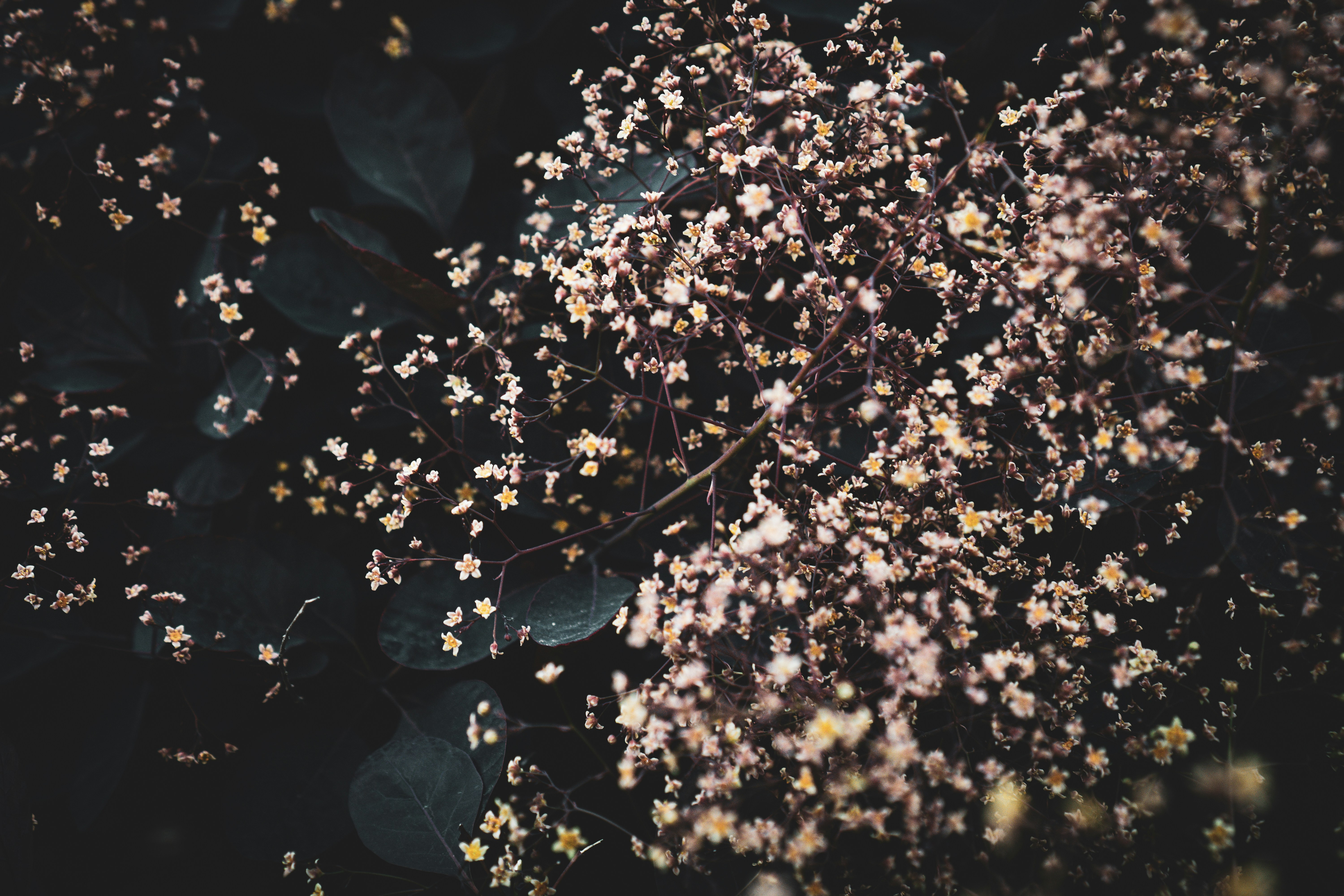 A bunch of small white flowers on a tree