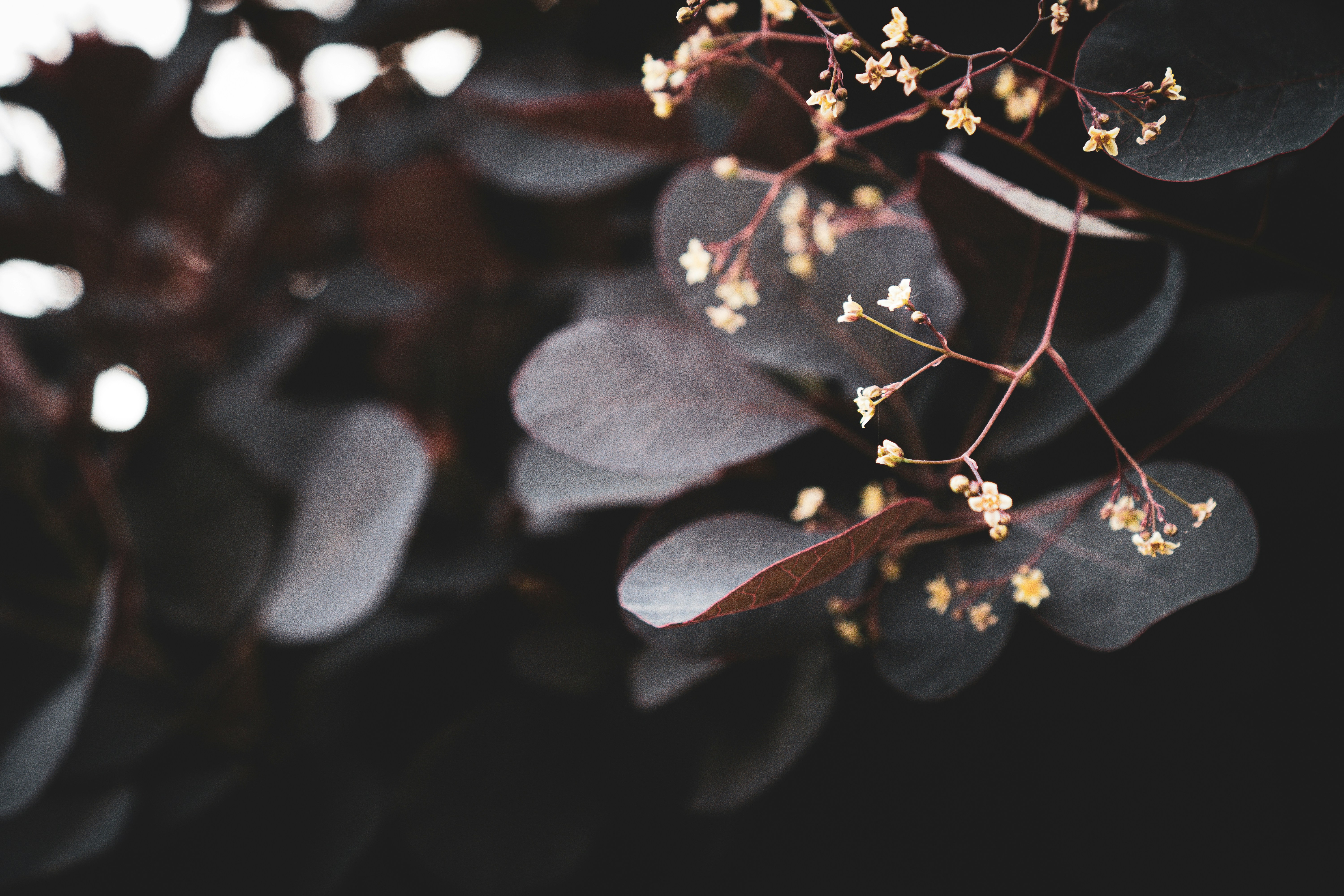 A close up of a plant with small flowers