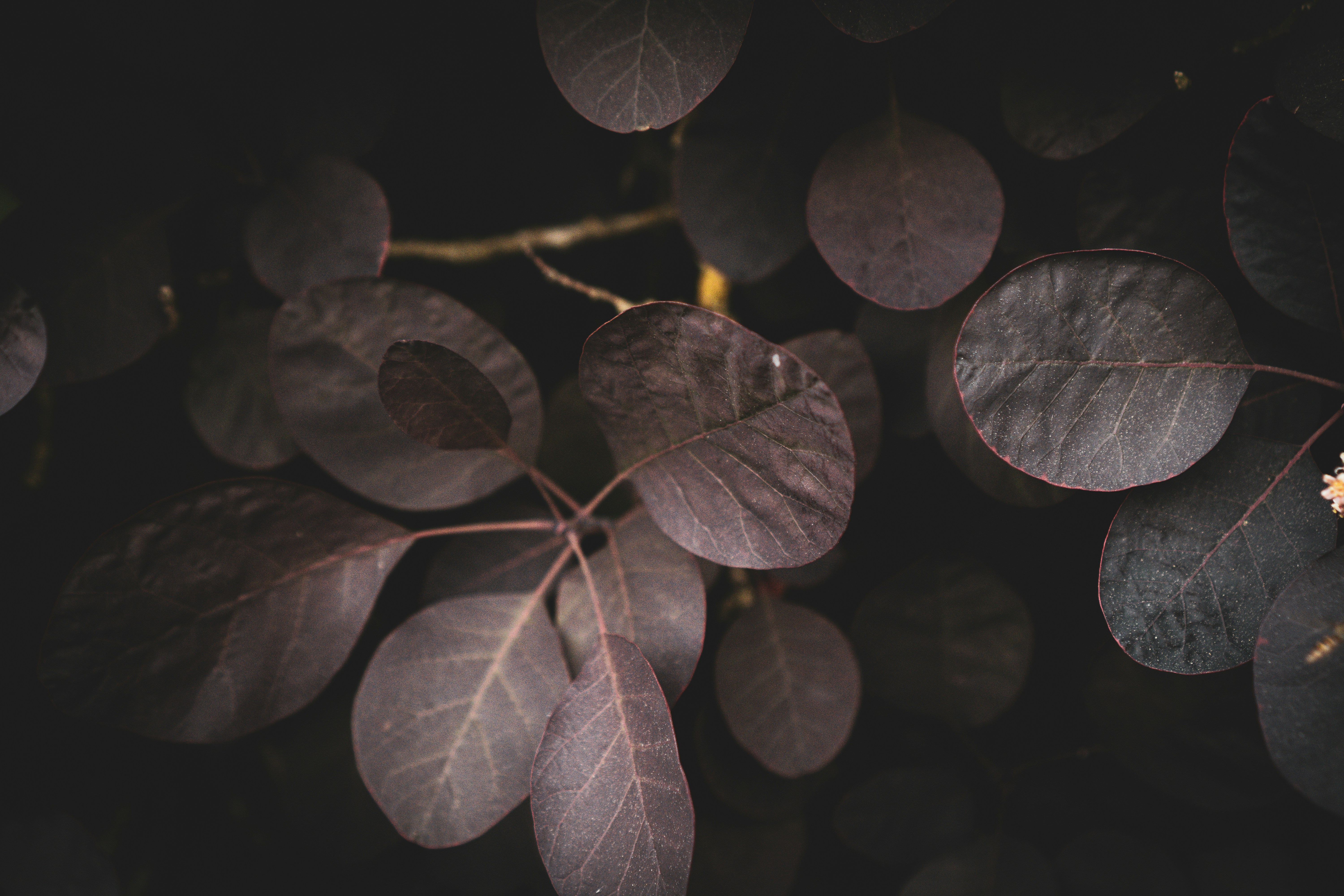 A bunch of leaves that are on a tree