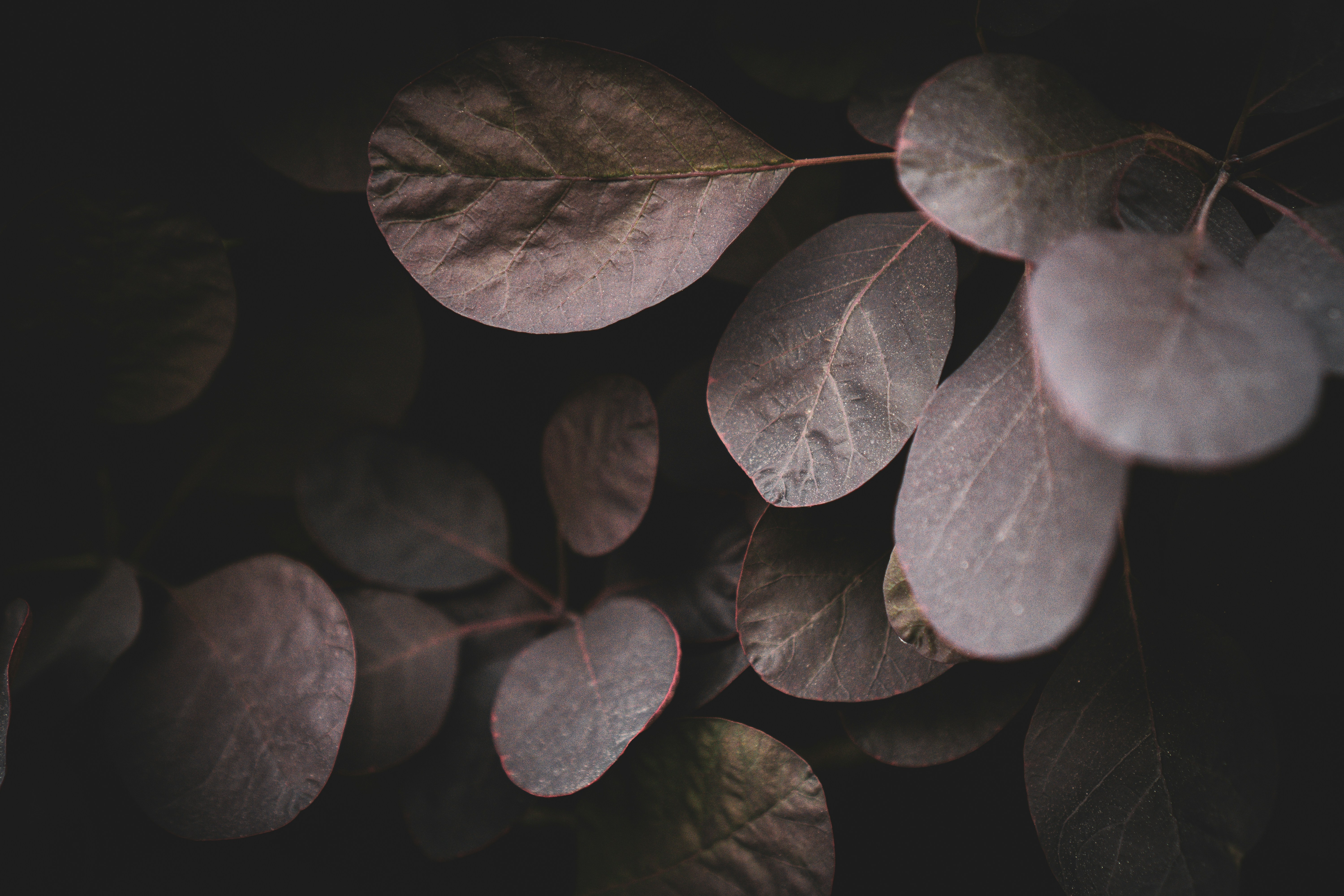 A close up of a bunch of leaves