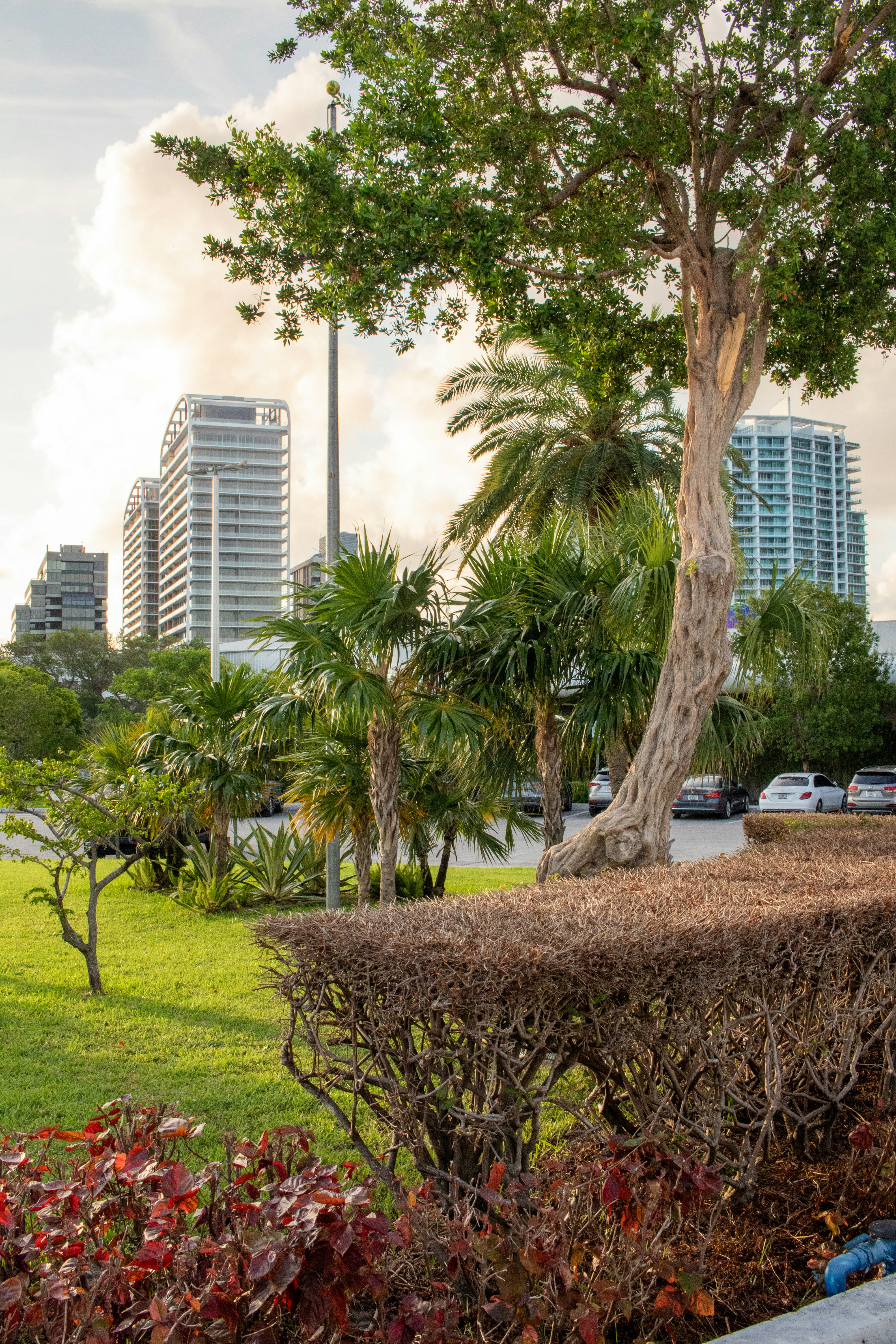 Discover the Charm of Coconut Grove Real Estate