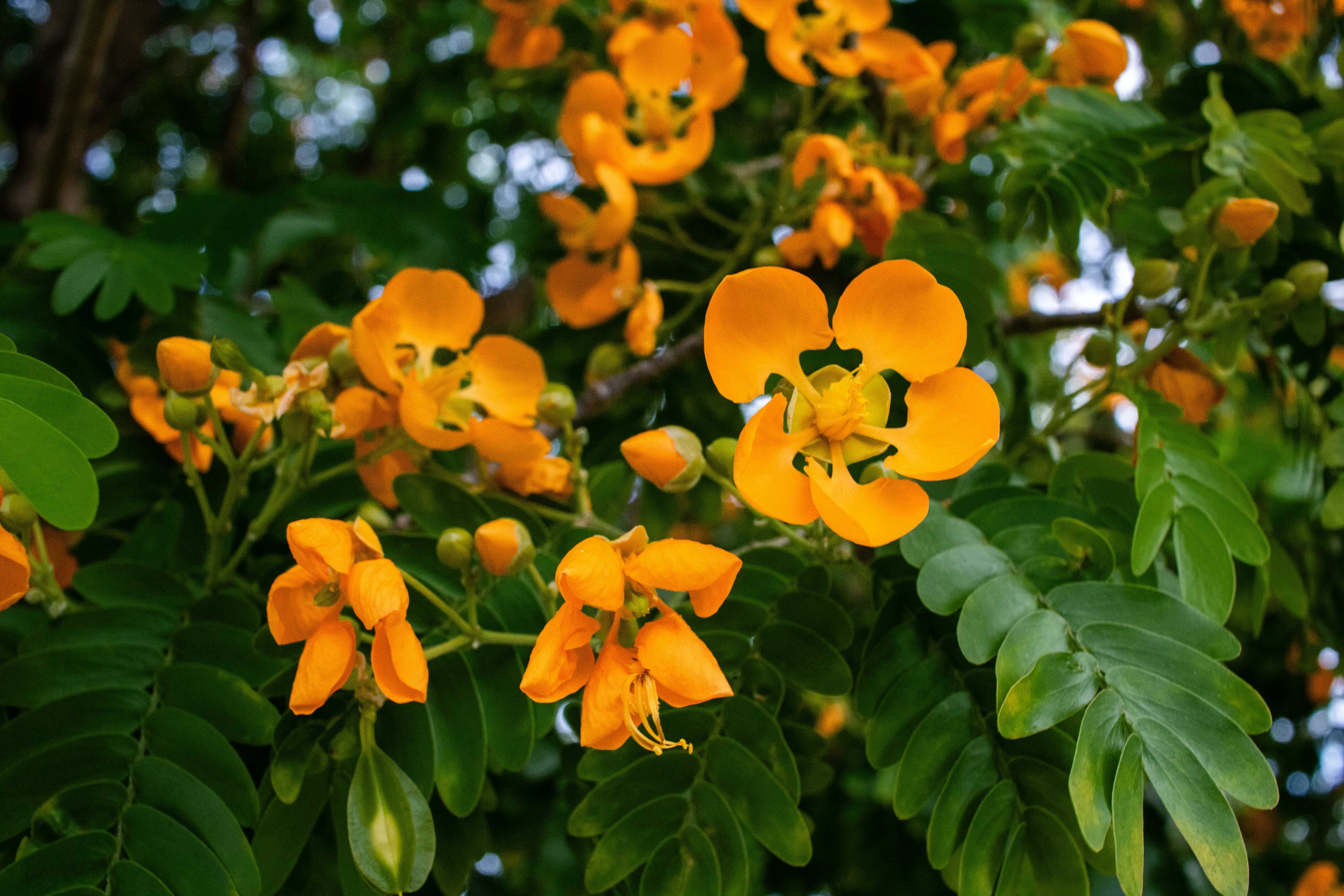 黄色い花 シルクスクリーン AP 1/50 白木彩加 開運 風水花シリーズ「 黄色い花 」( 金運向上 ) 色紙