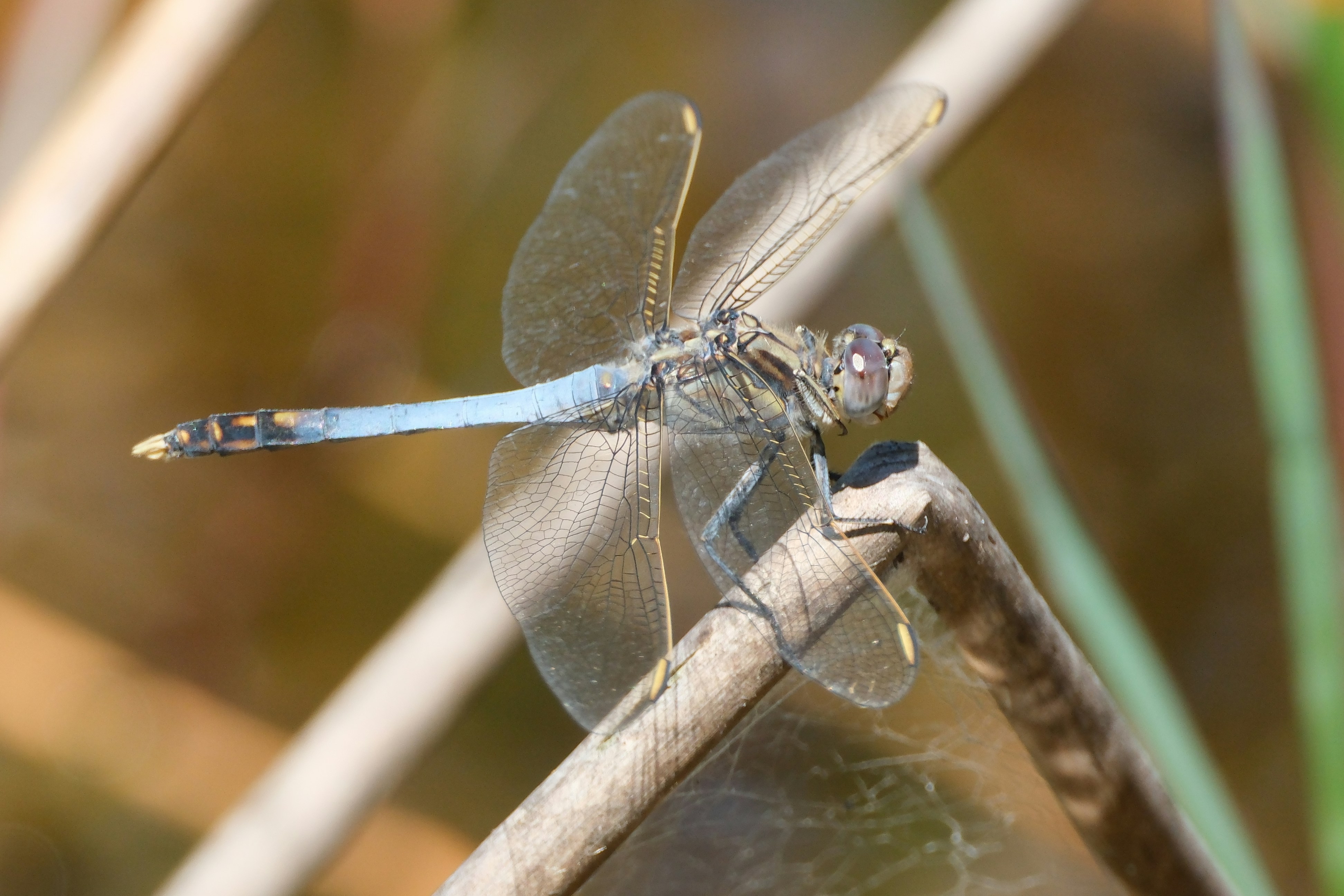 A small blue dragonfly sitting on a branch
