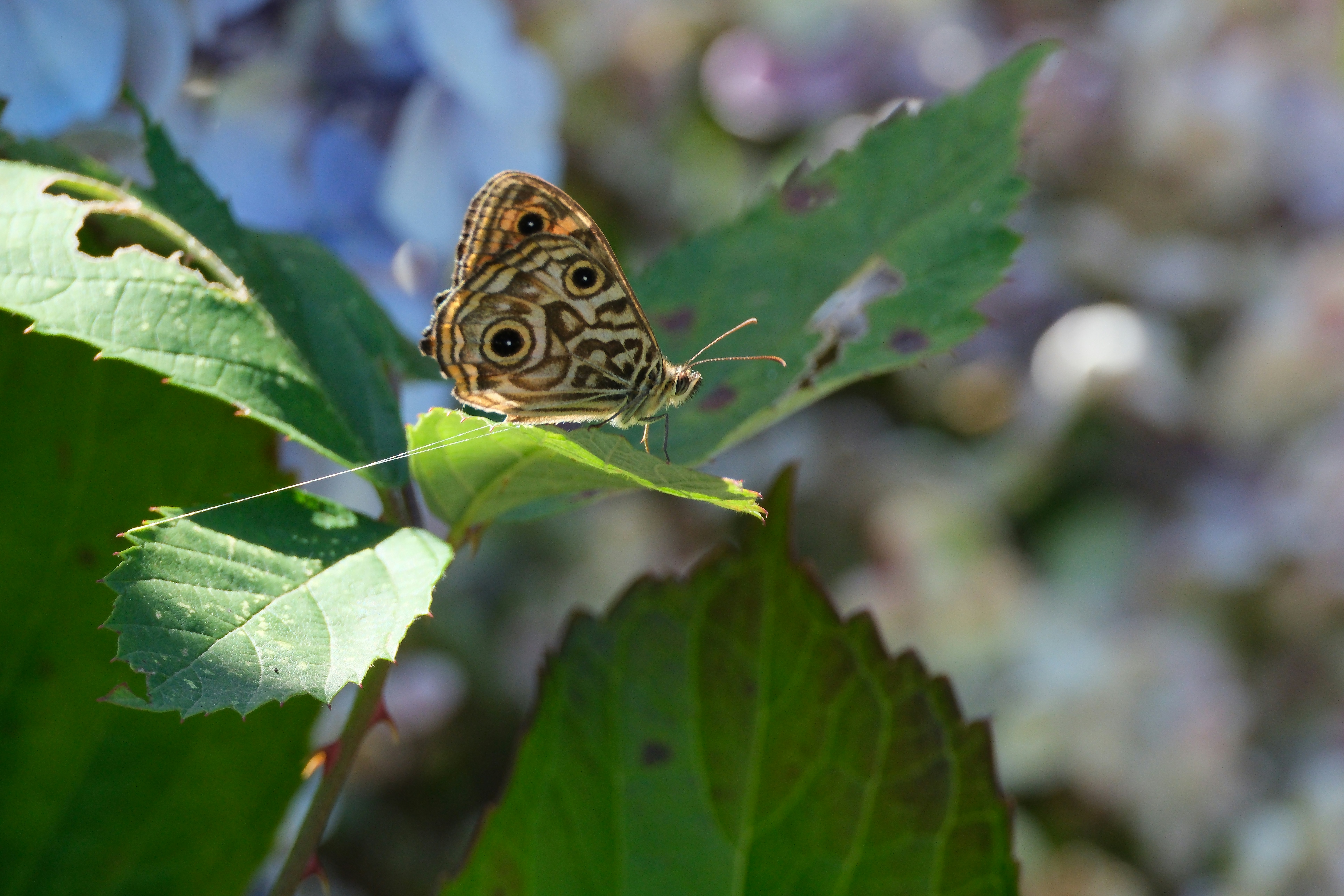 Photo by waltc