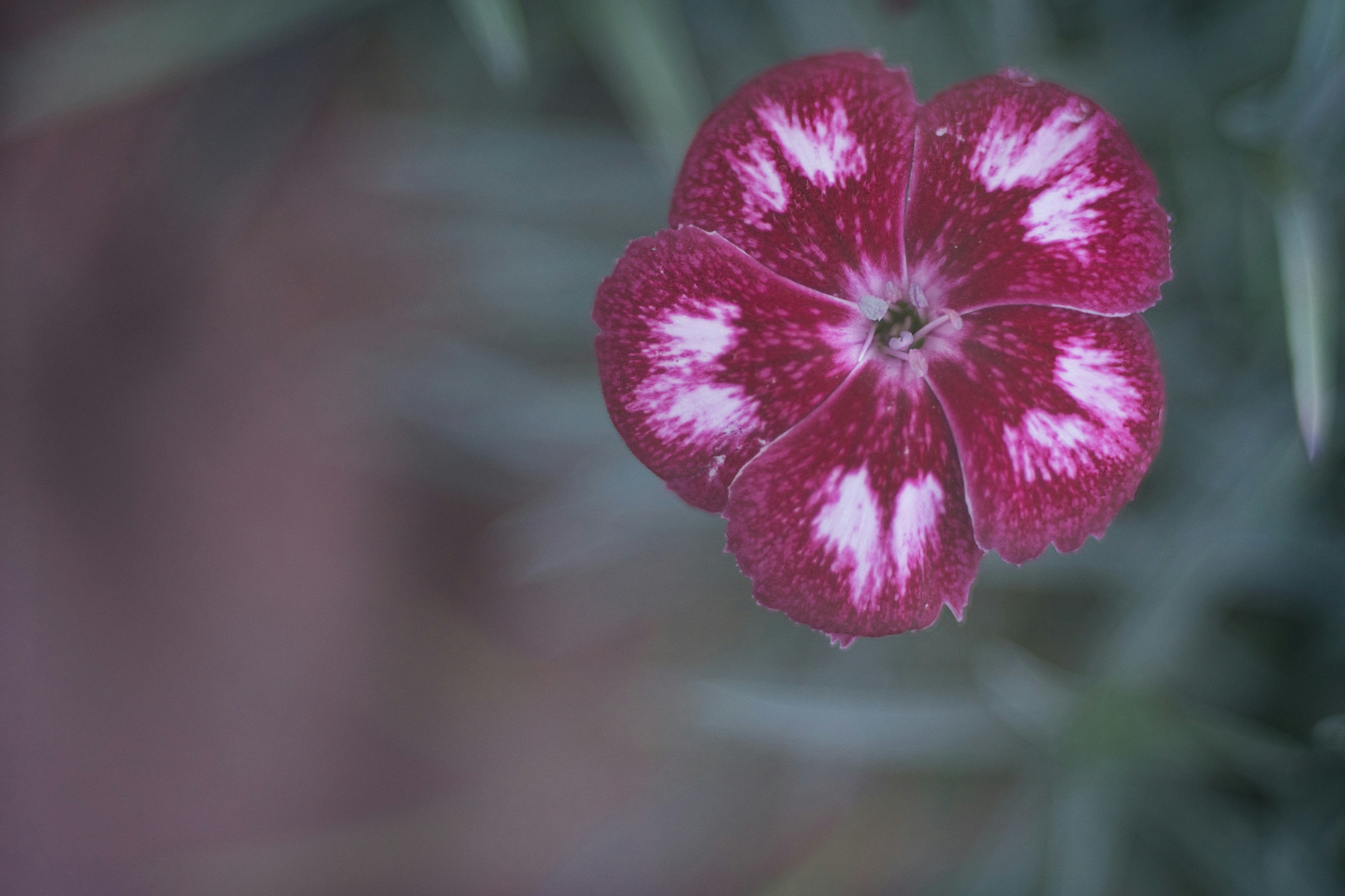 Un gros plan d’une fleur avec un arrière-plan flou