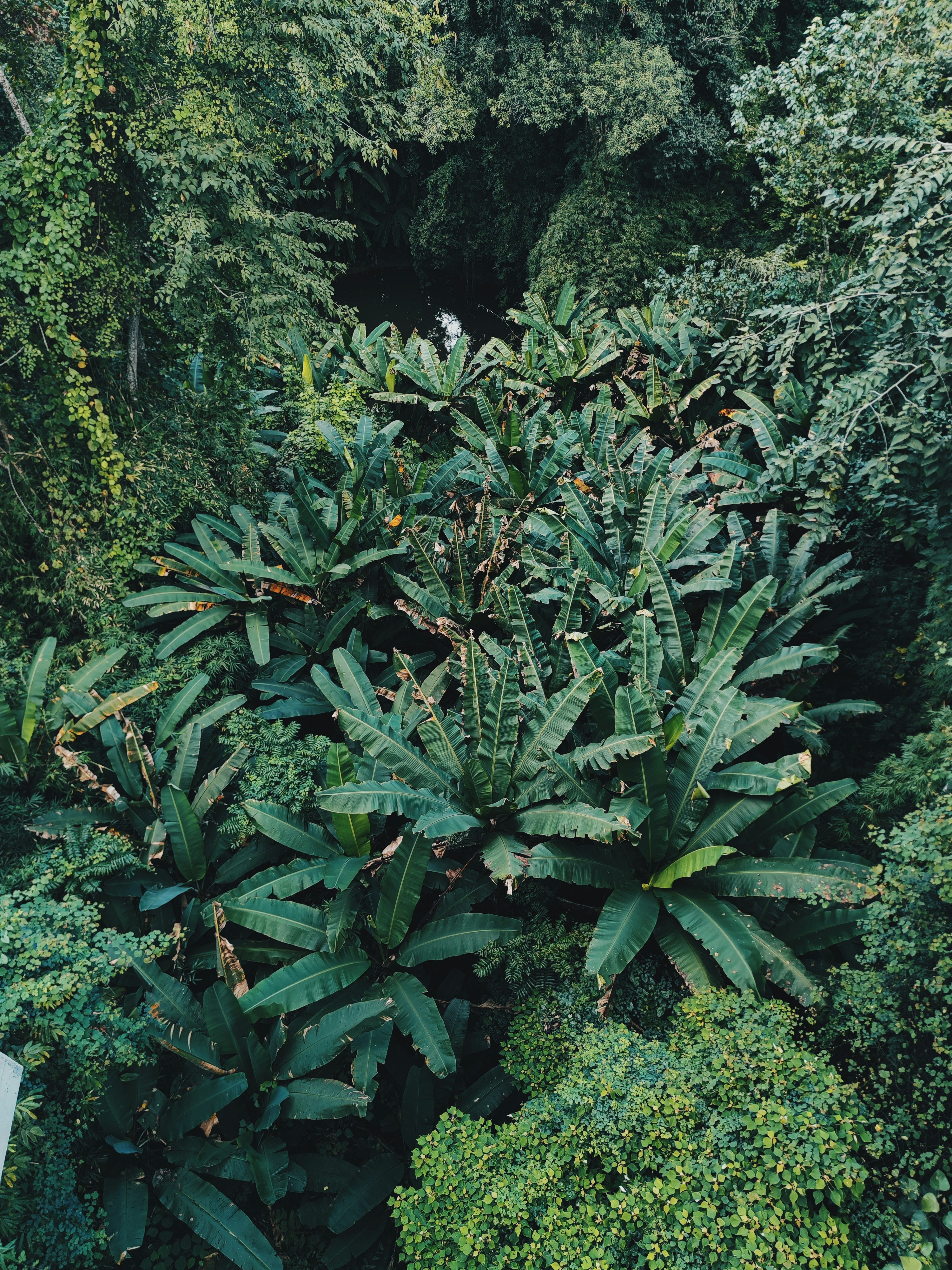 A lush green forest filled with lots of trees