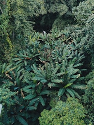 A lush green forest filled with lots of trees