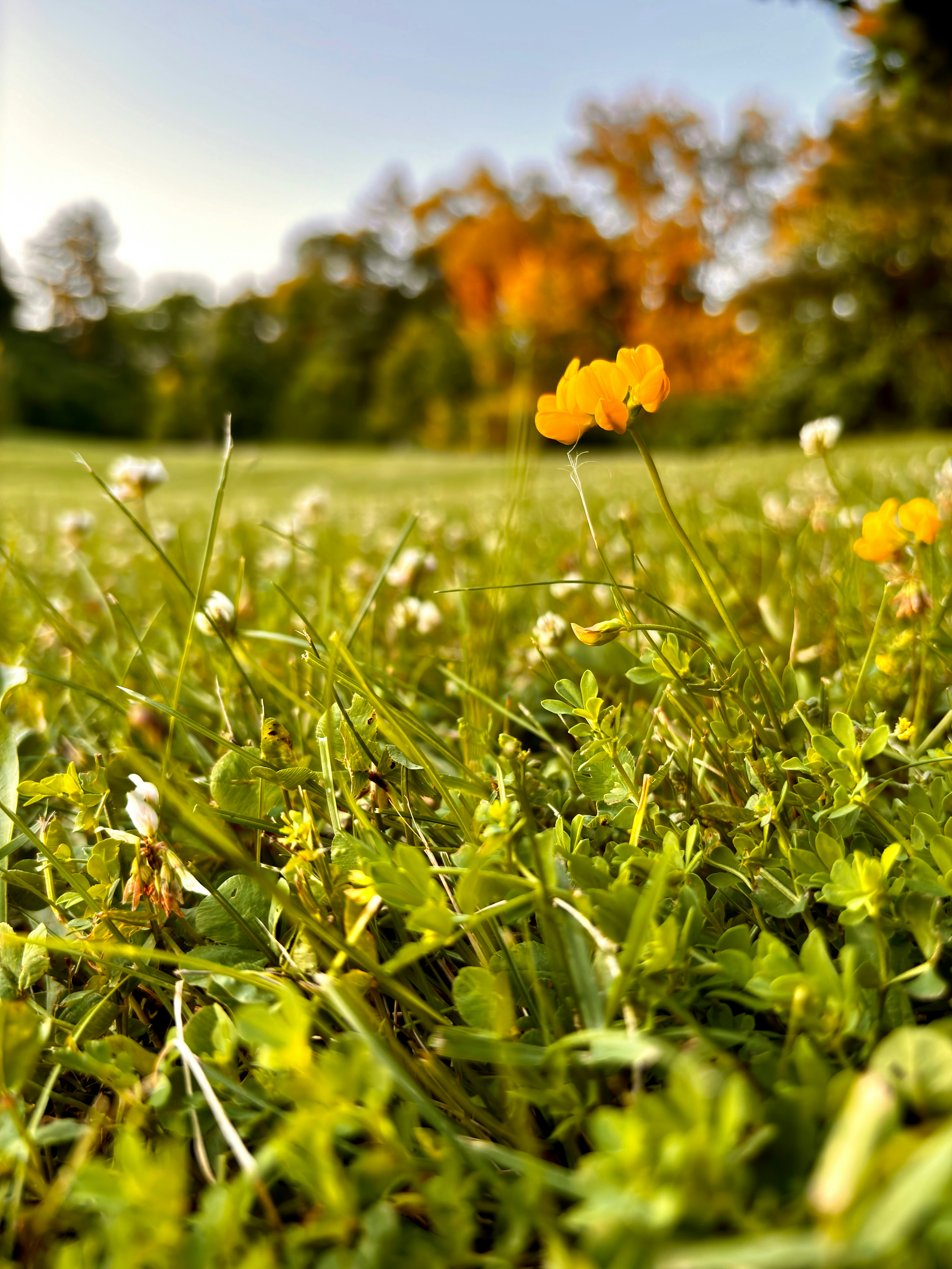 A small yellow flower sitting in the middle of a field