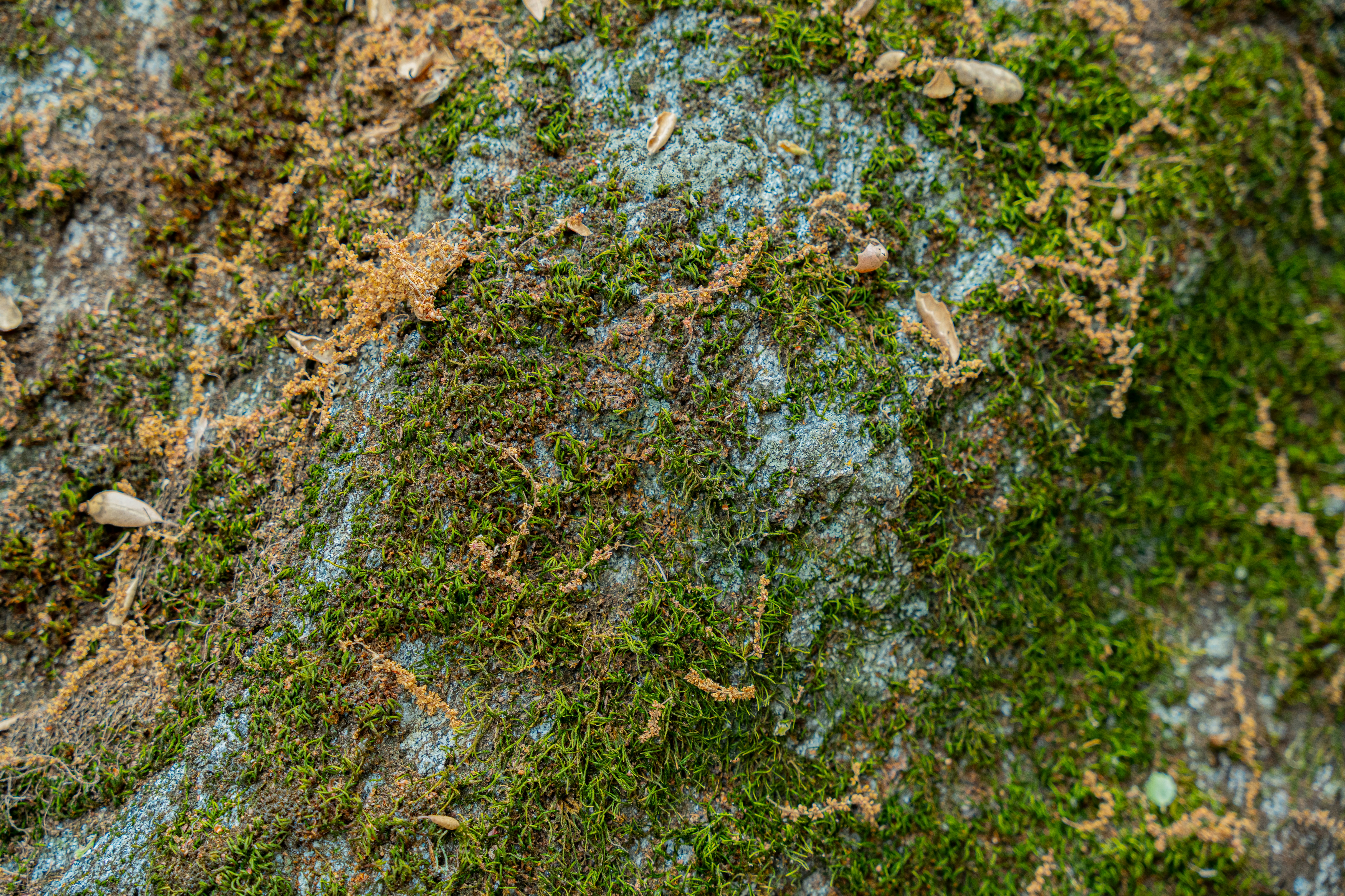 Photo by heribertomurr