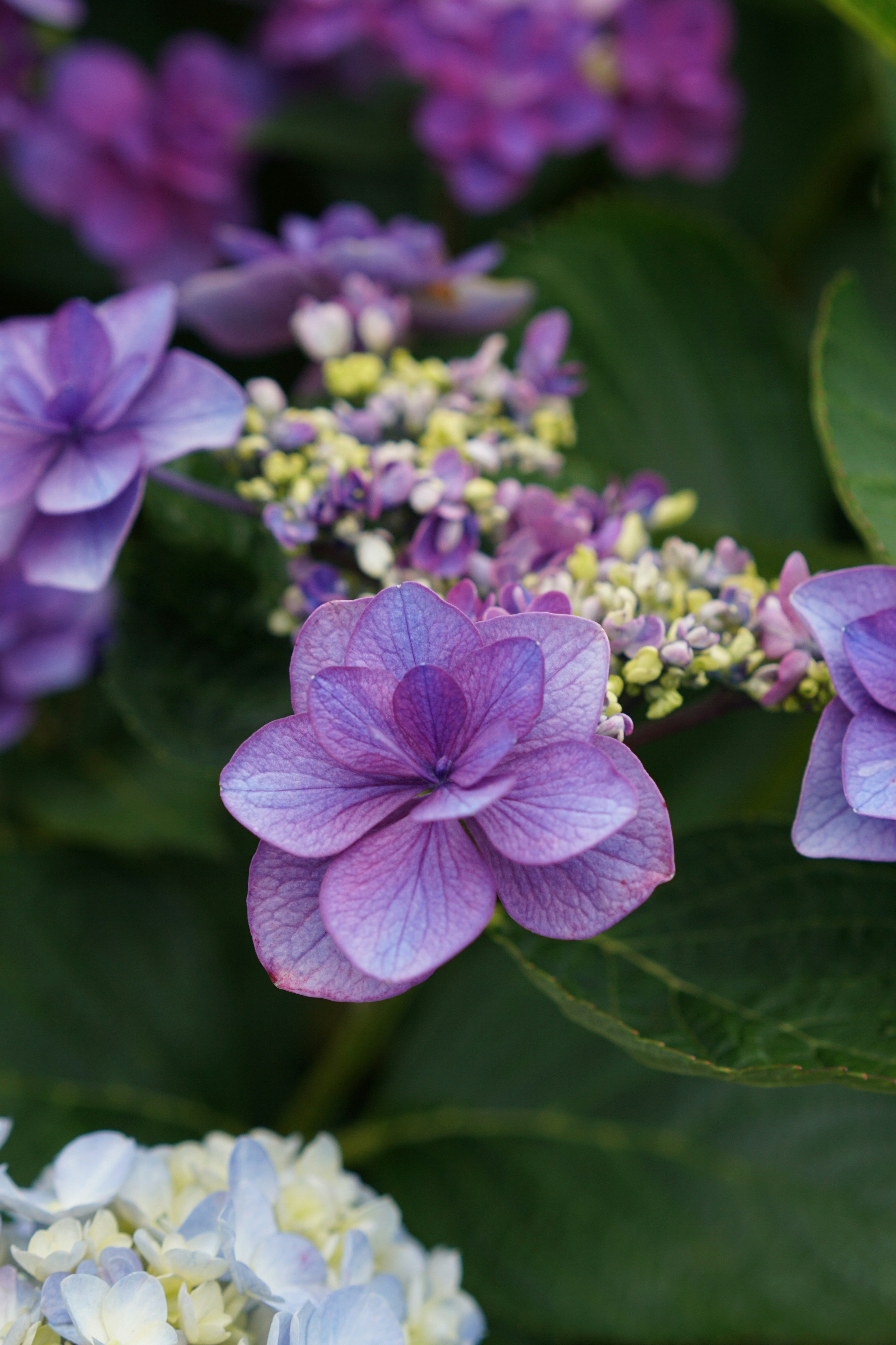 Photo by diadesigner