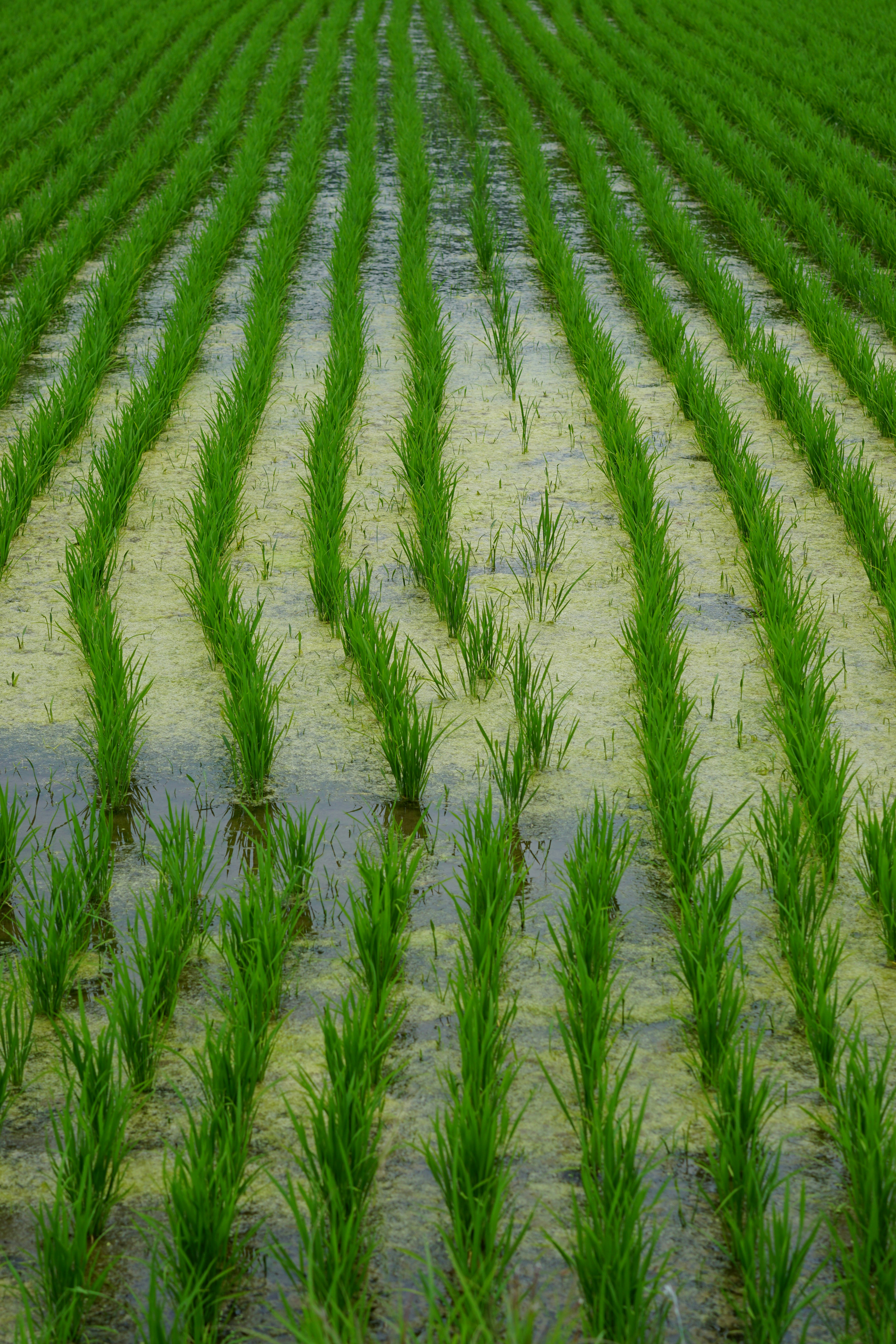 Photo by diadesigner