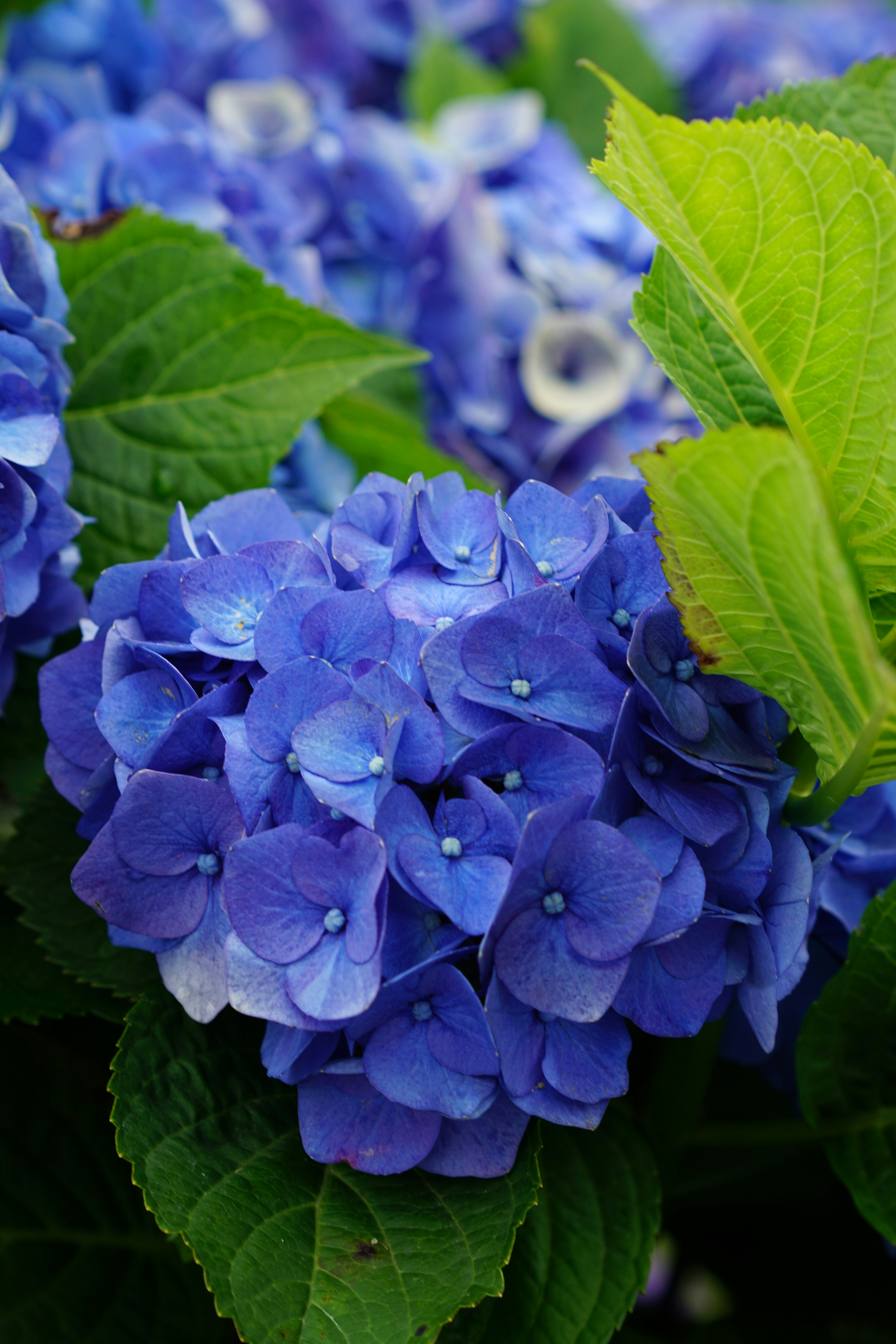 Photo by diadesigner