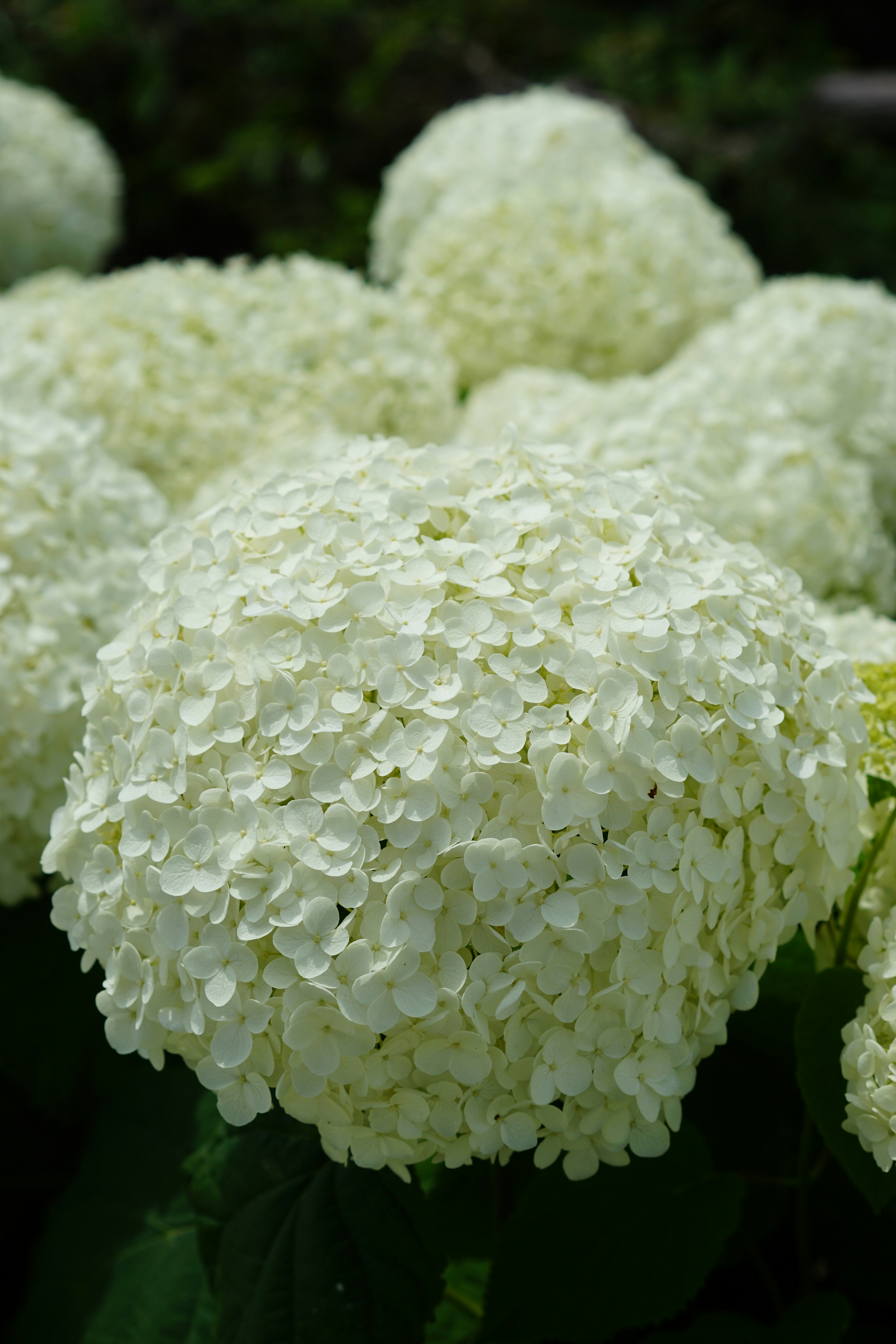 Photo by diadesigner