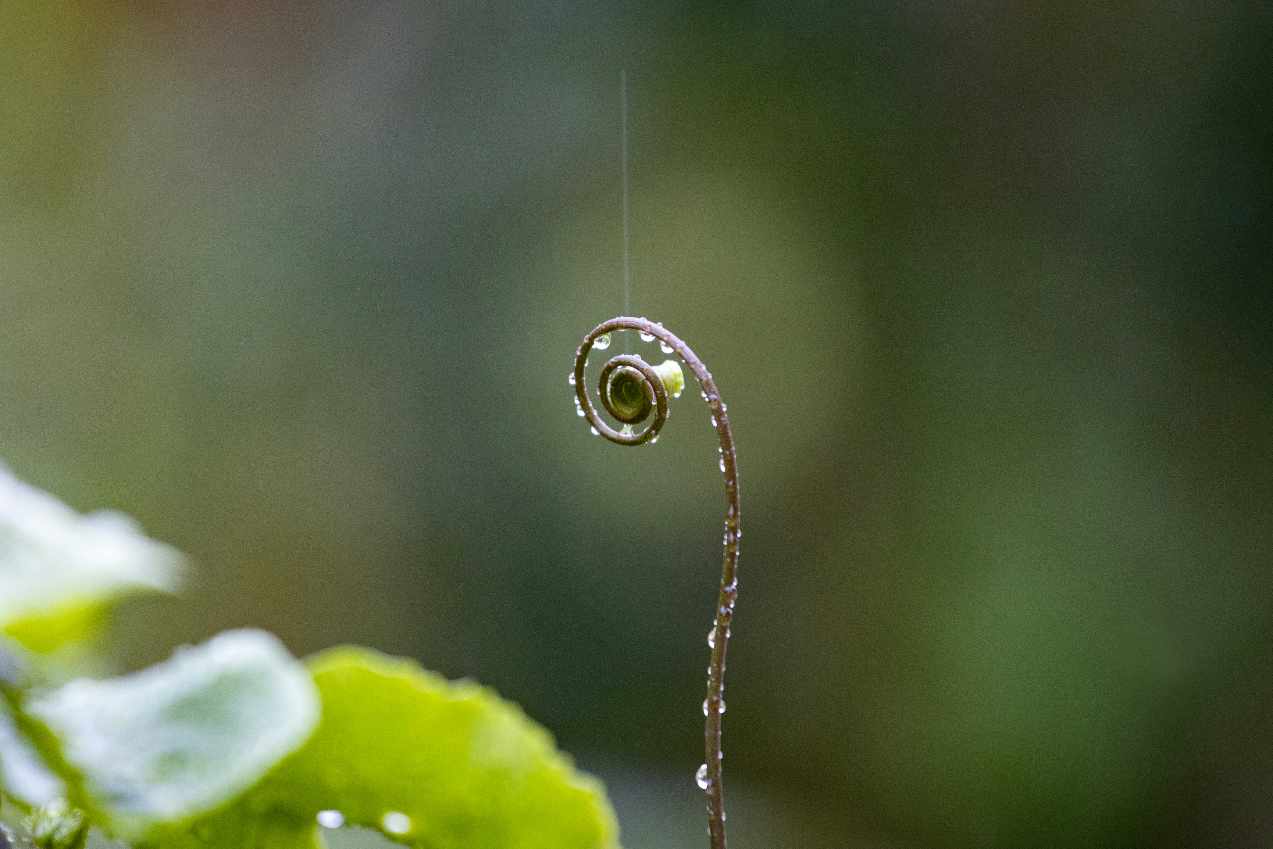 A close up of a plant with drops of water on it