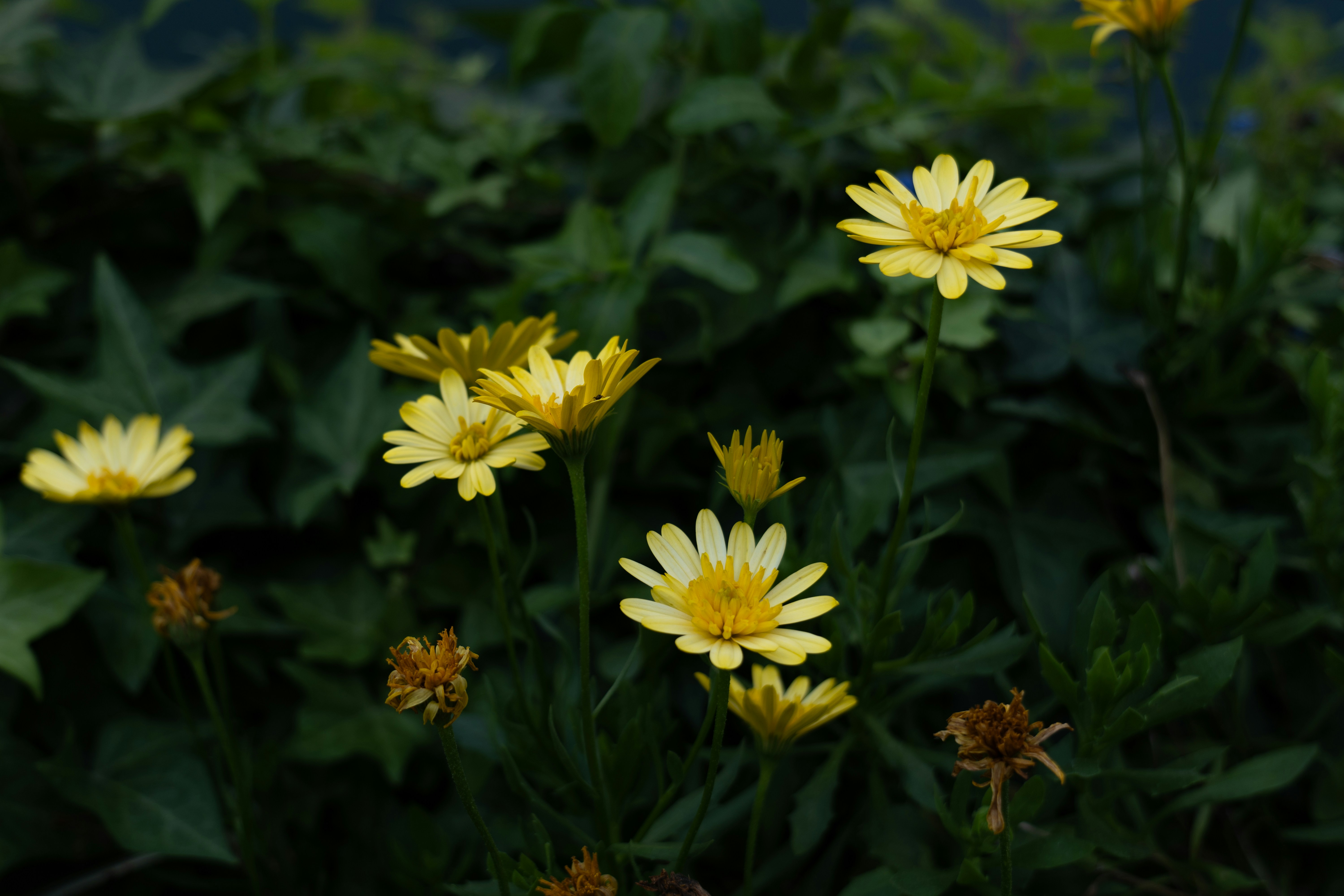 Photo by aasing_gwok