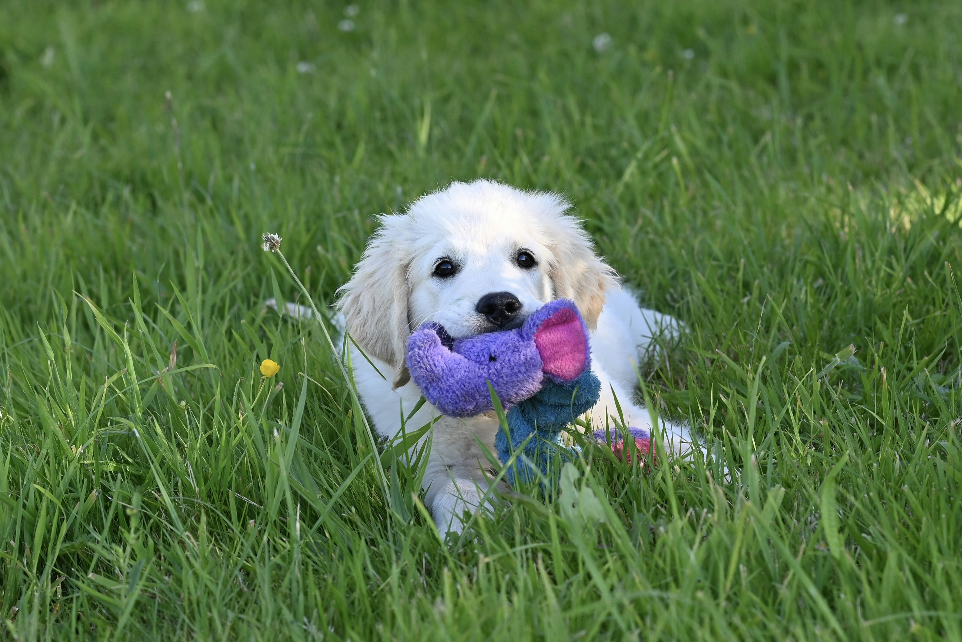 Health Indicators: What Chewing Might Say About Your Pup